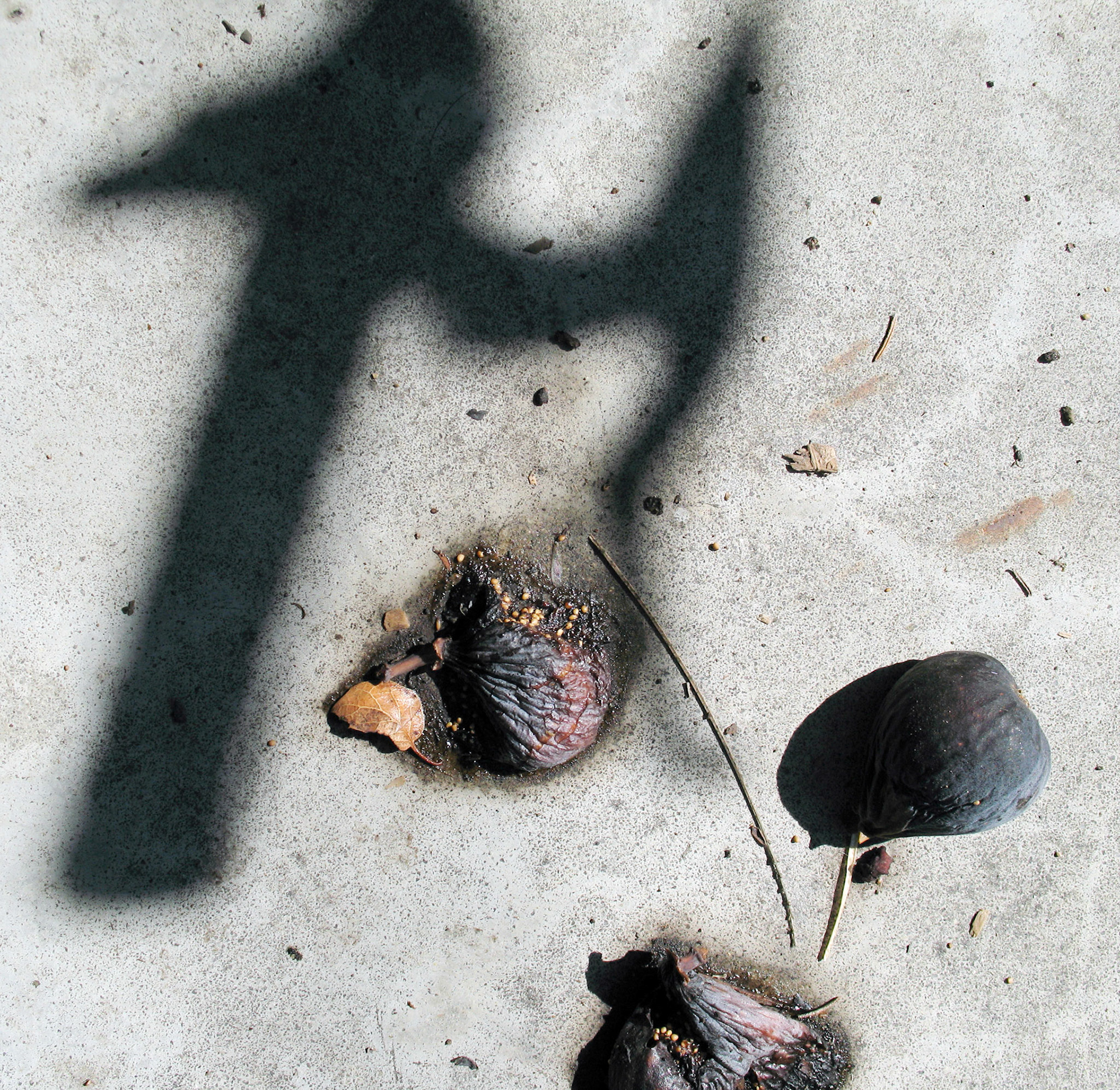 Fallen figs, Dana Avenue, San Jose, California, September 2007