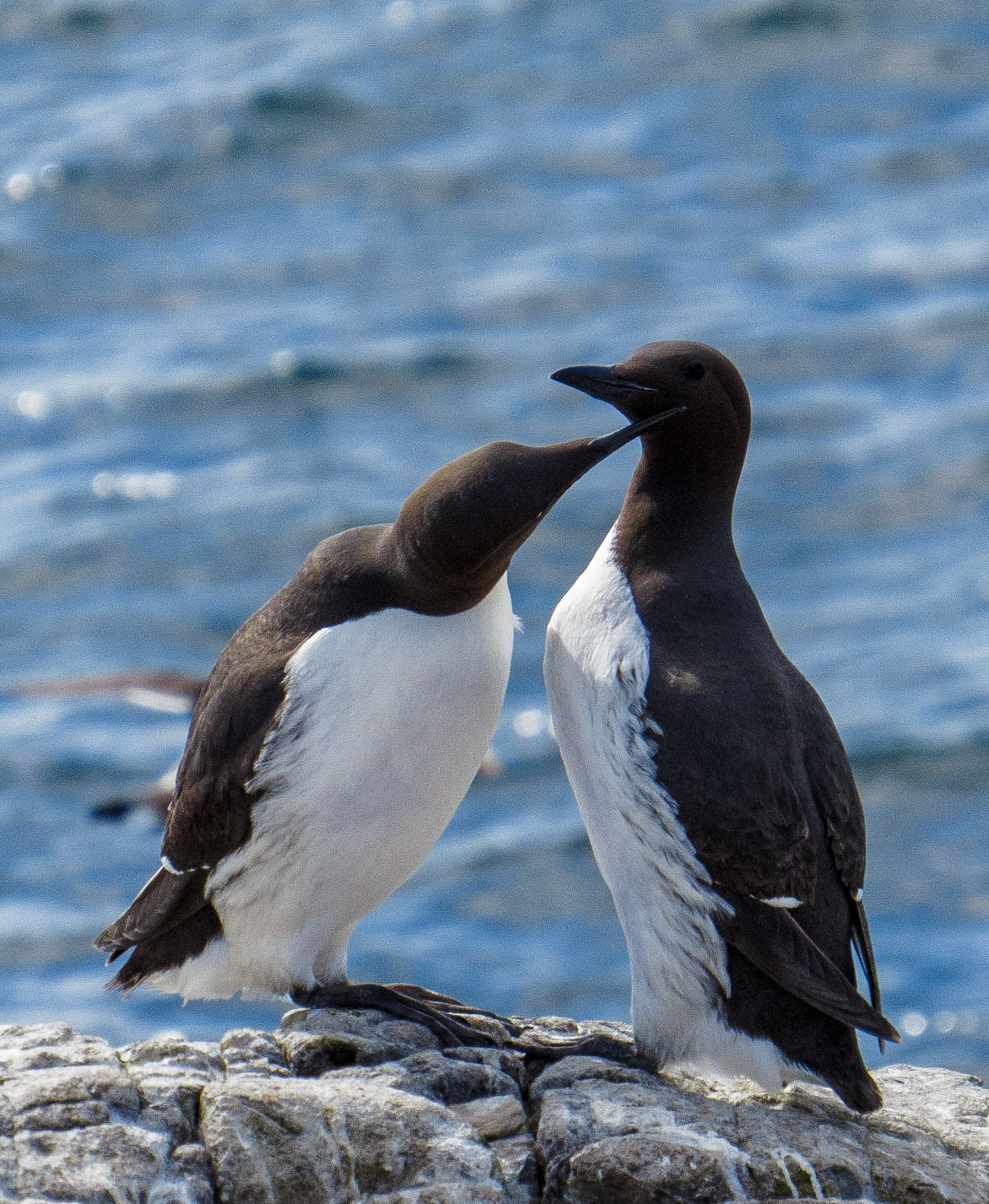Guillemots on Inner Farne, 2022