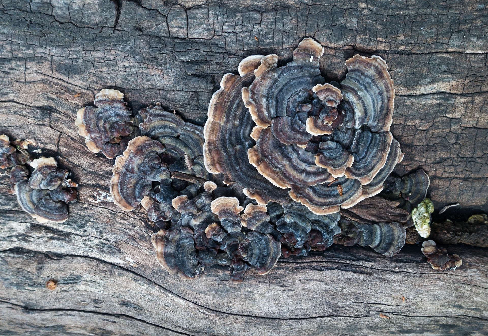 Tree Fungus, St Cuthbert's Churchyard, Edinburgh, 2017