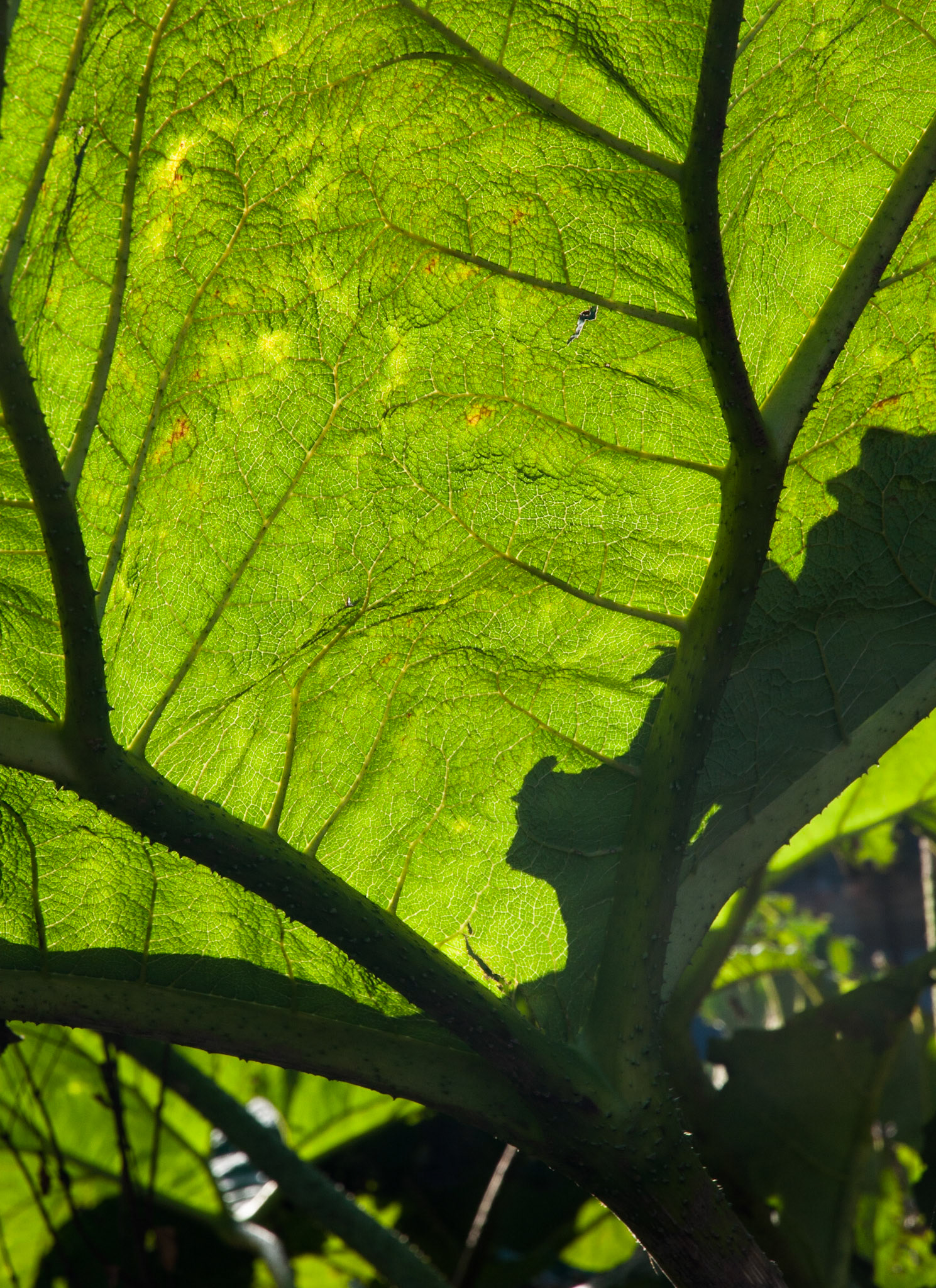 Royal Botanic Garden, Edinburgh, 2013