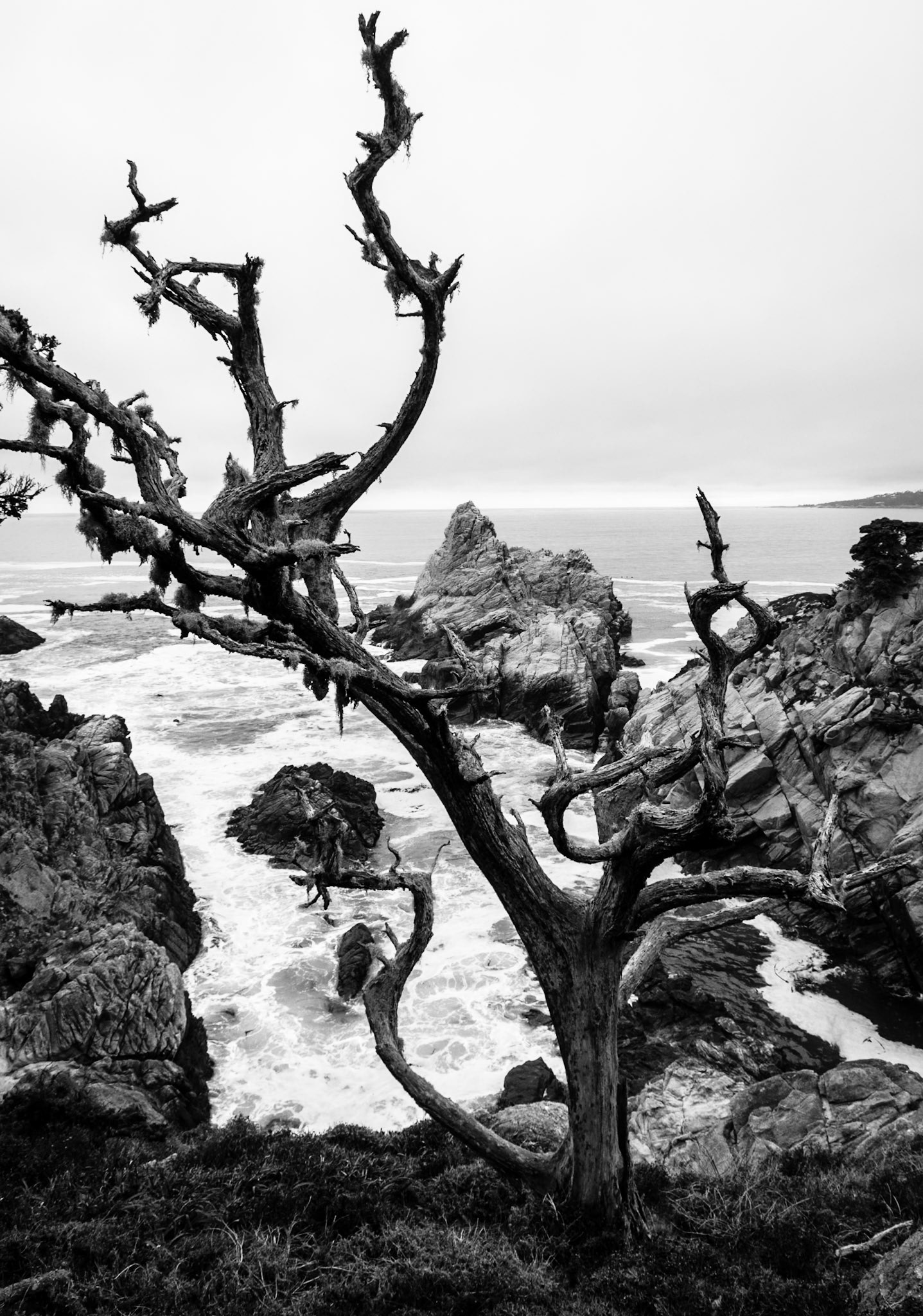Point Lobos, Calfornia, 2013