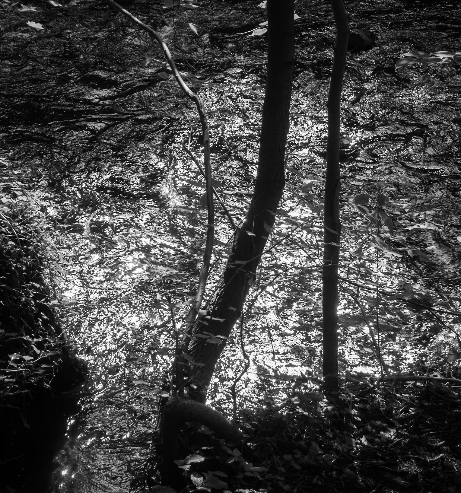 Sprinfield Mill Country Park, Polton, 2020