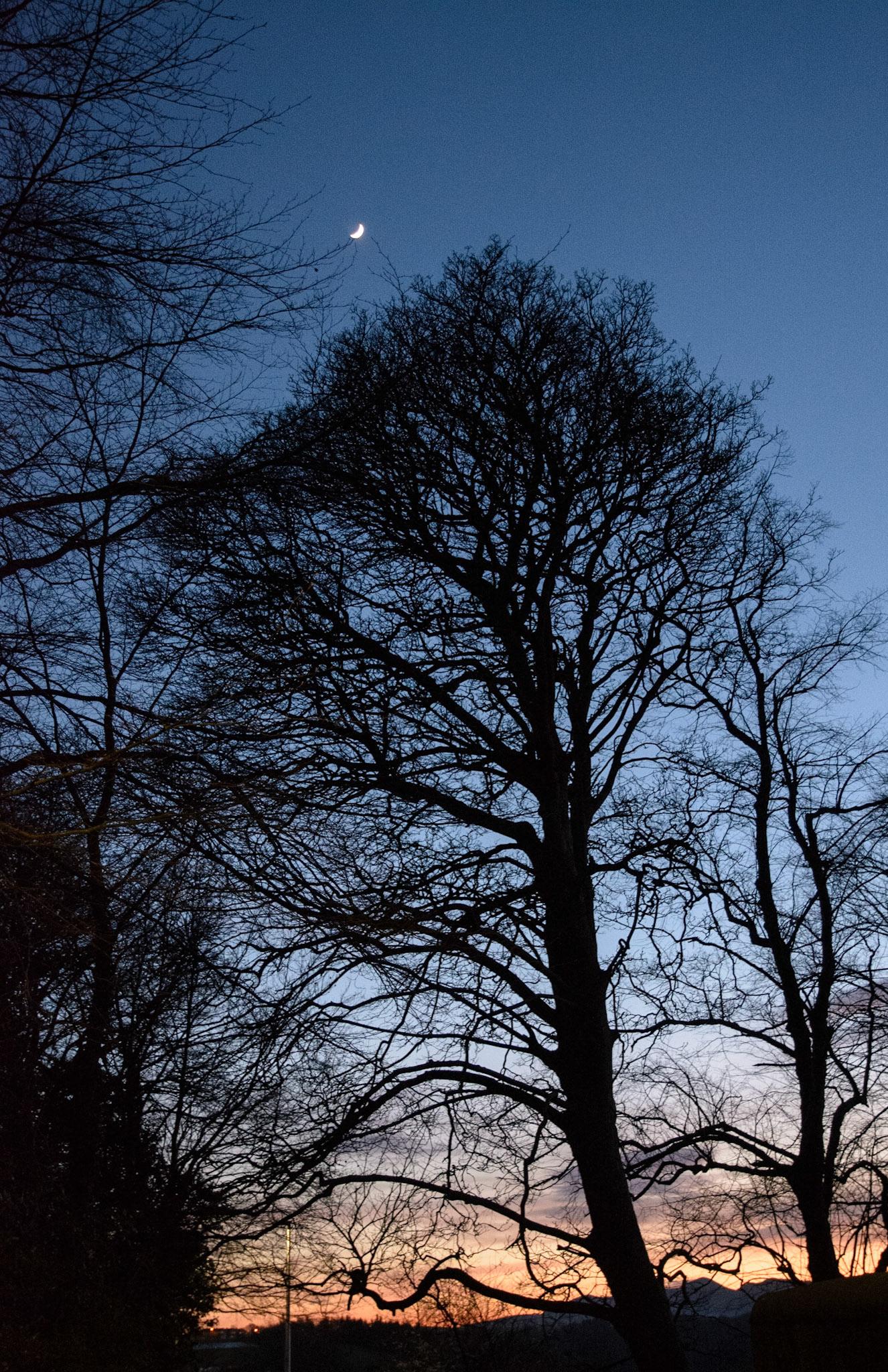 Moon and trees at sunset, Broomieknowe, Lasswade, 2021
