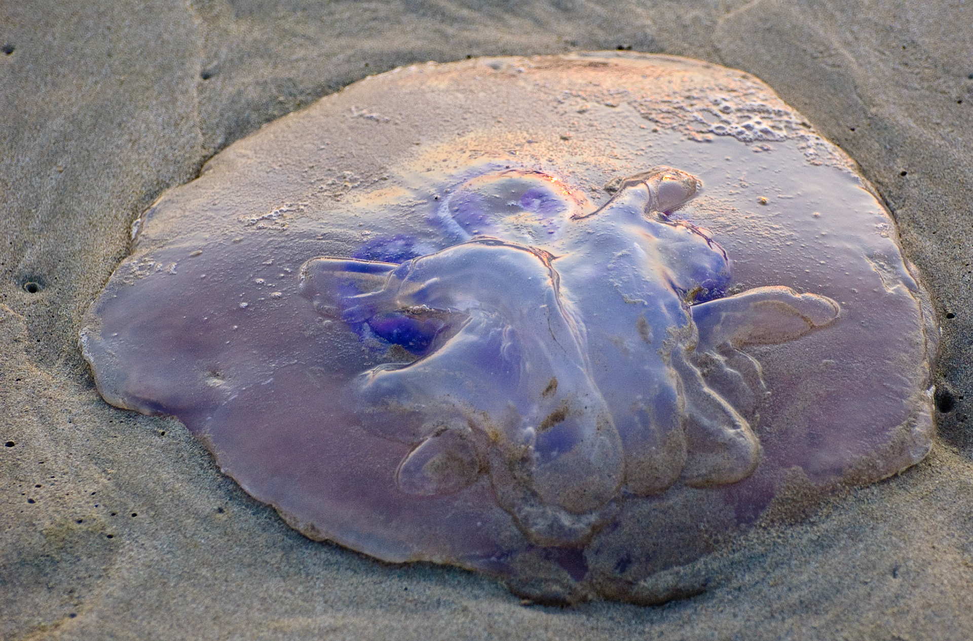 Jellyfish, Grover Beach, California, 2008