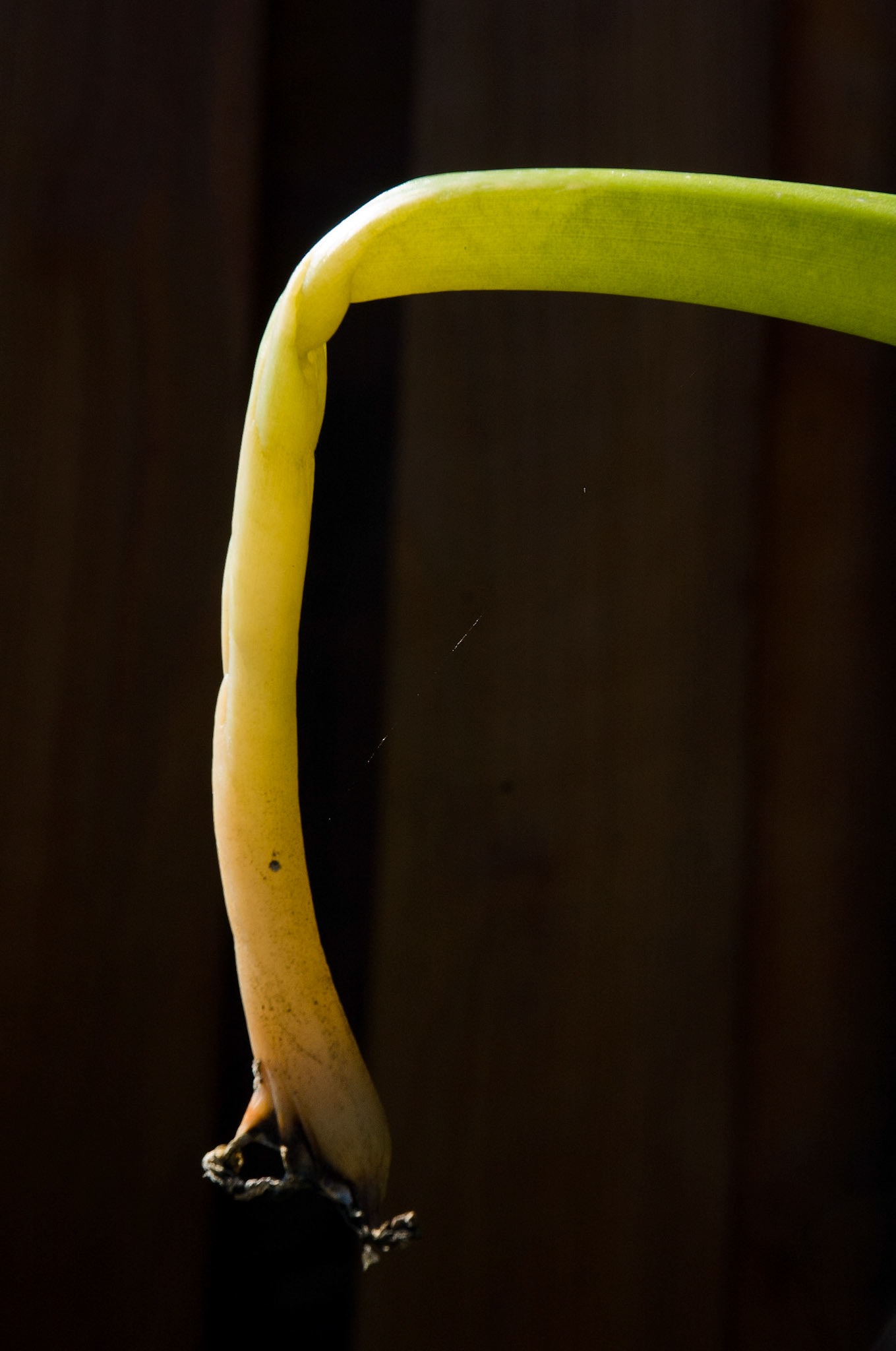 Plant detail, Dana Avenue, San Jose, California, 2006