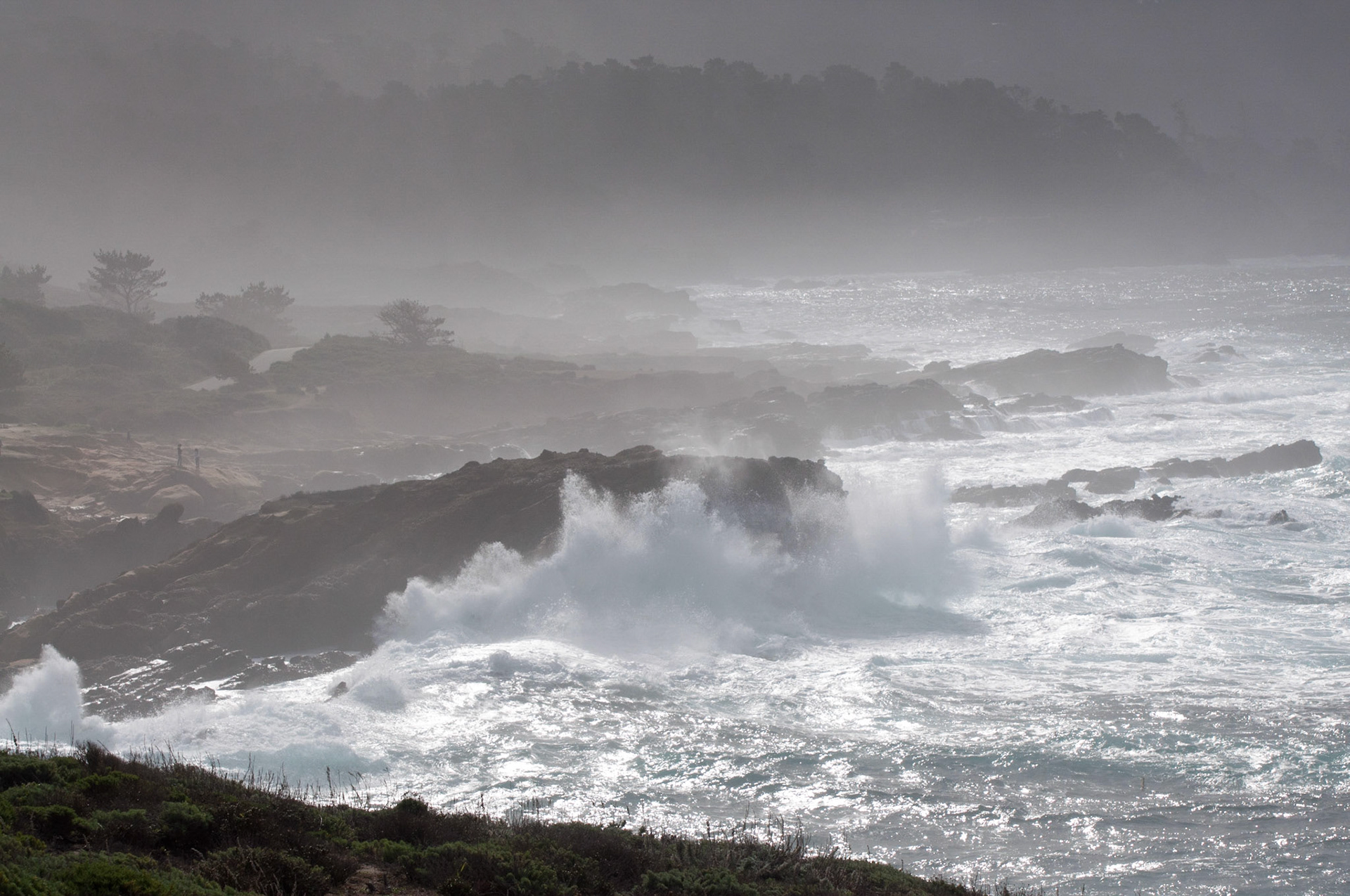Point Lobos, California, 2011