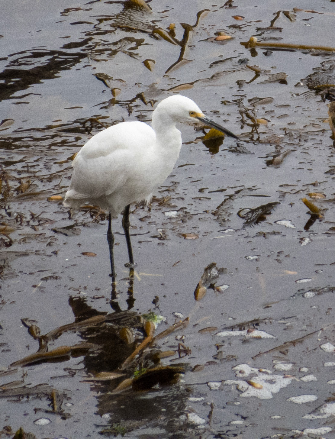 Egret, Point Lobos, Calfornia, 2013