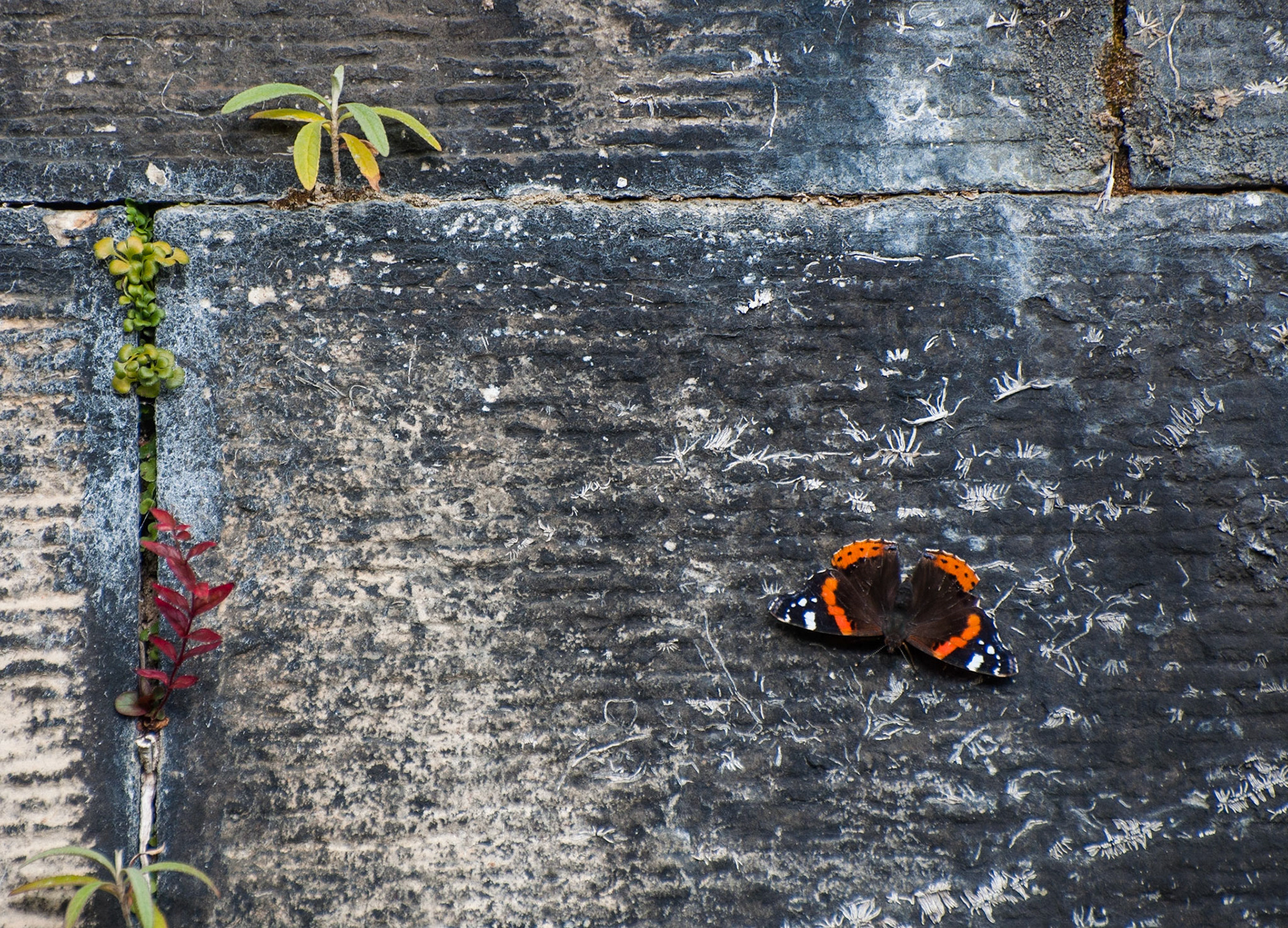 Butterfly, Canongate, Edinburgh, 2012