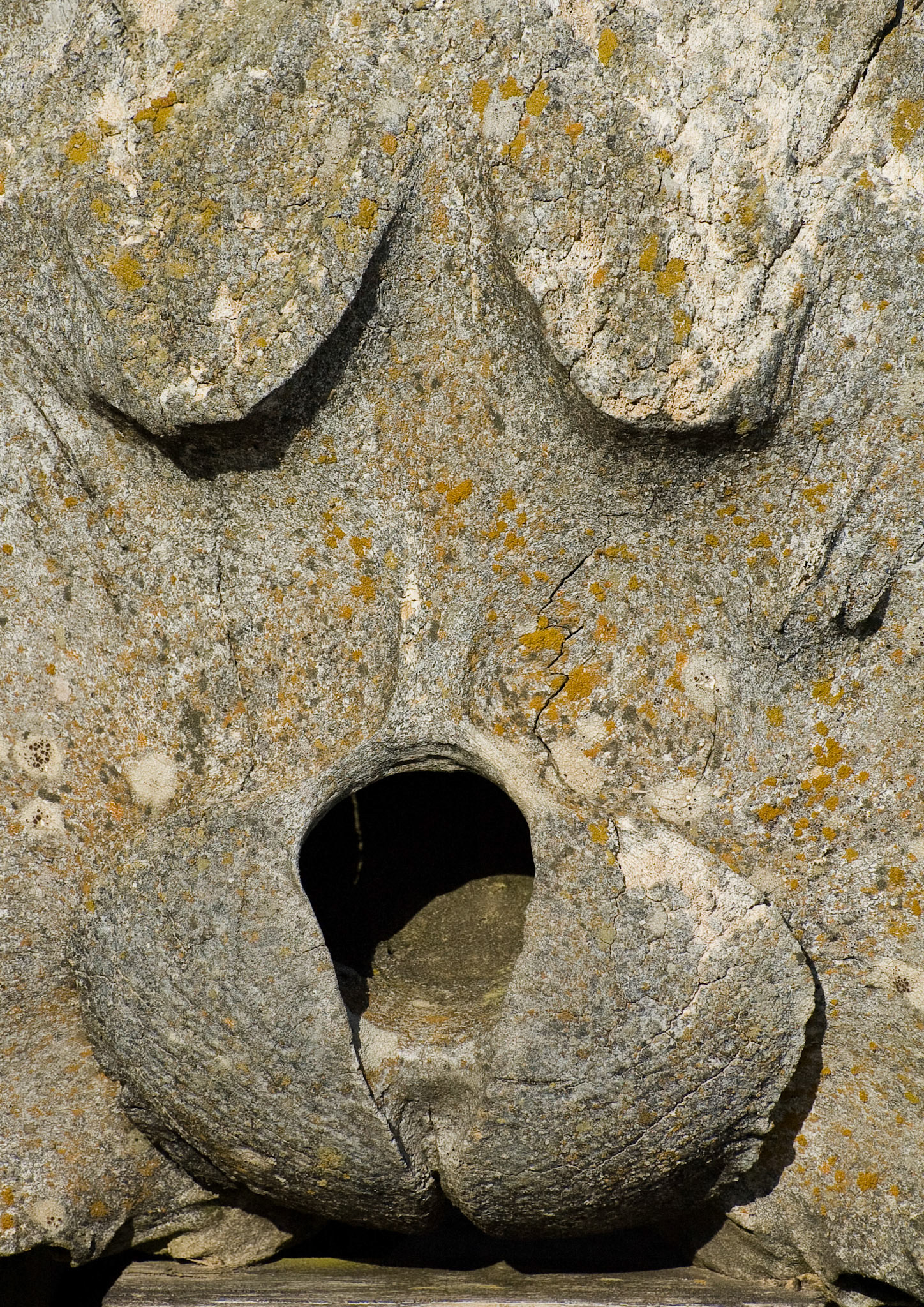 Weathered whalebone, Point Reyes National Seashore, September 2007