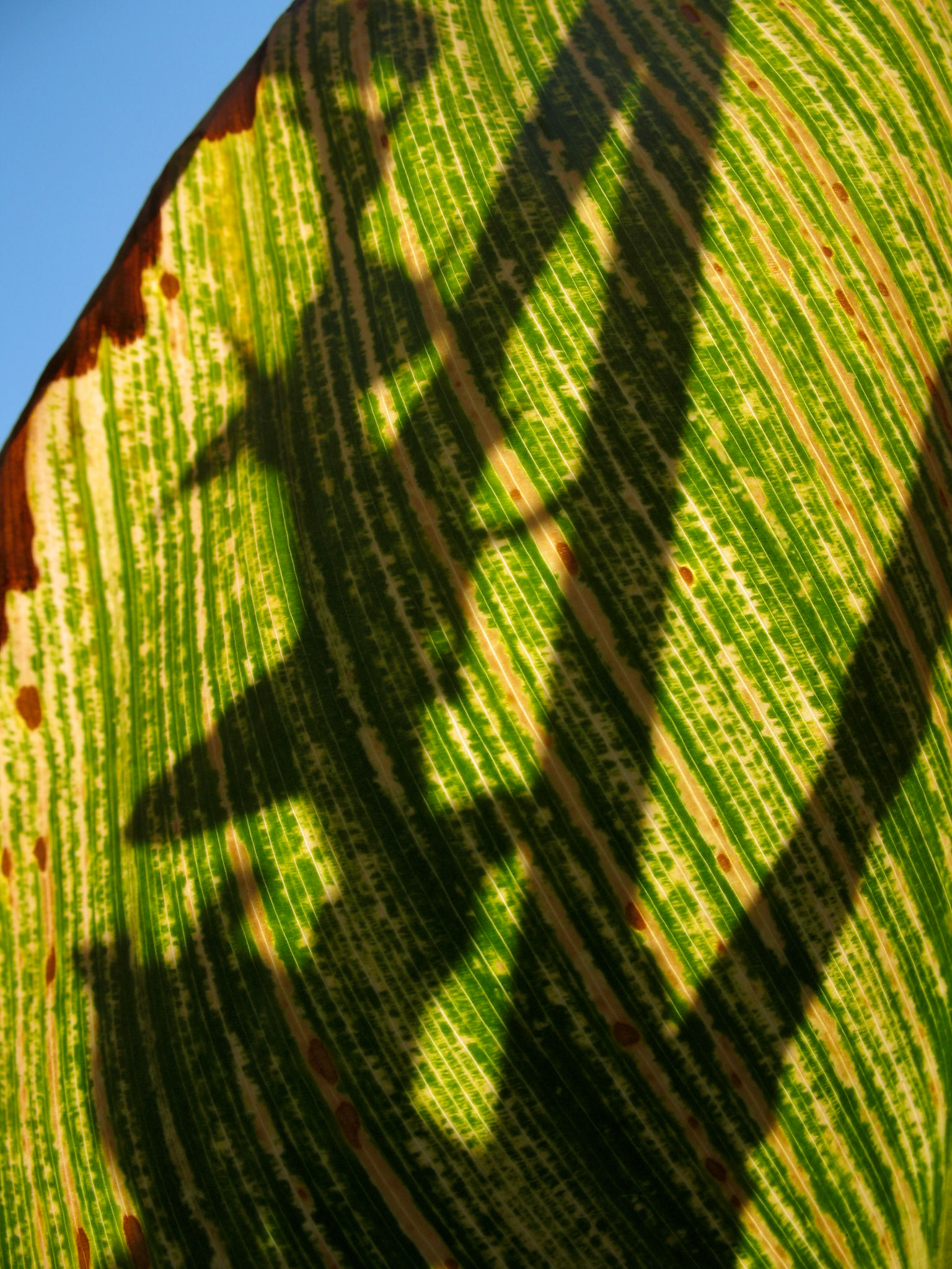Leaf shadows, Dana Avenue, San Jose, California, September 2007