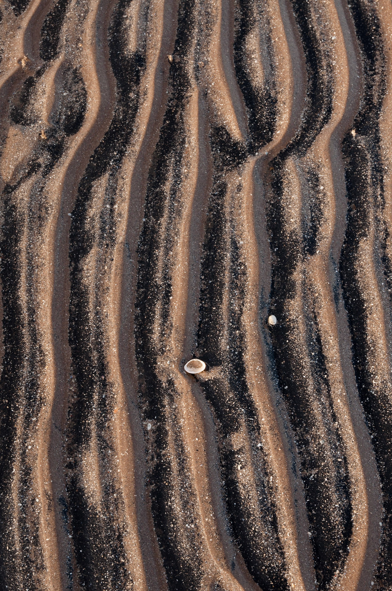 Mud flats, Longniddry Bents, East Lothian, 2012