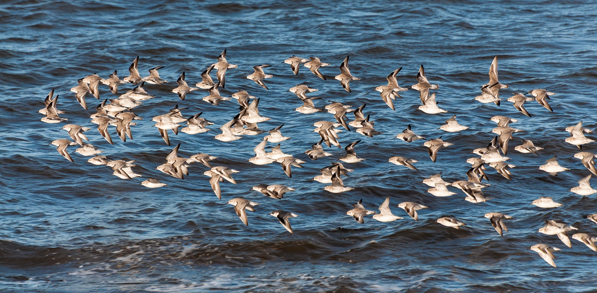 Flypast, Longniddry Bents, East Lothian, 2014