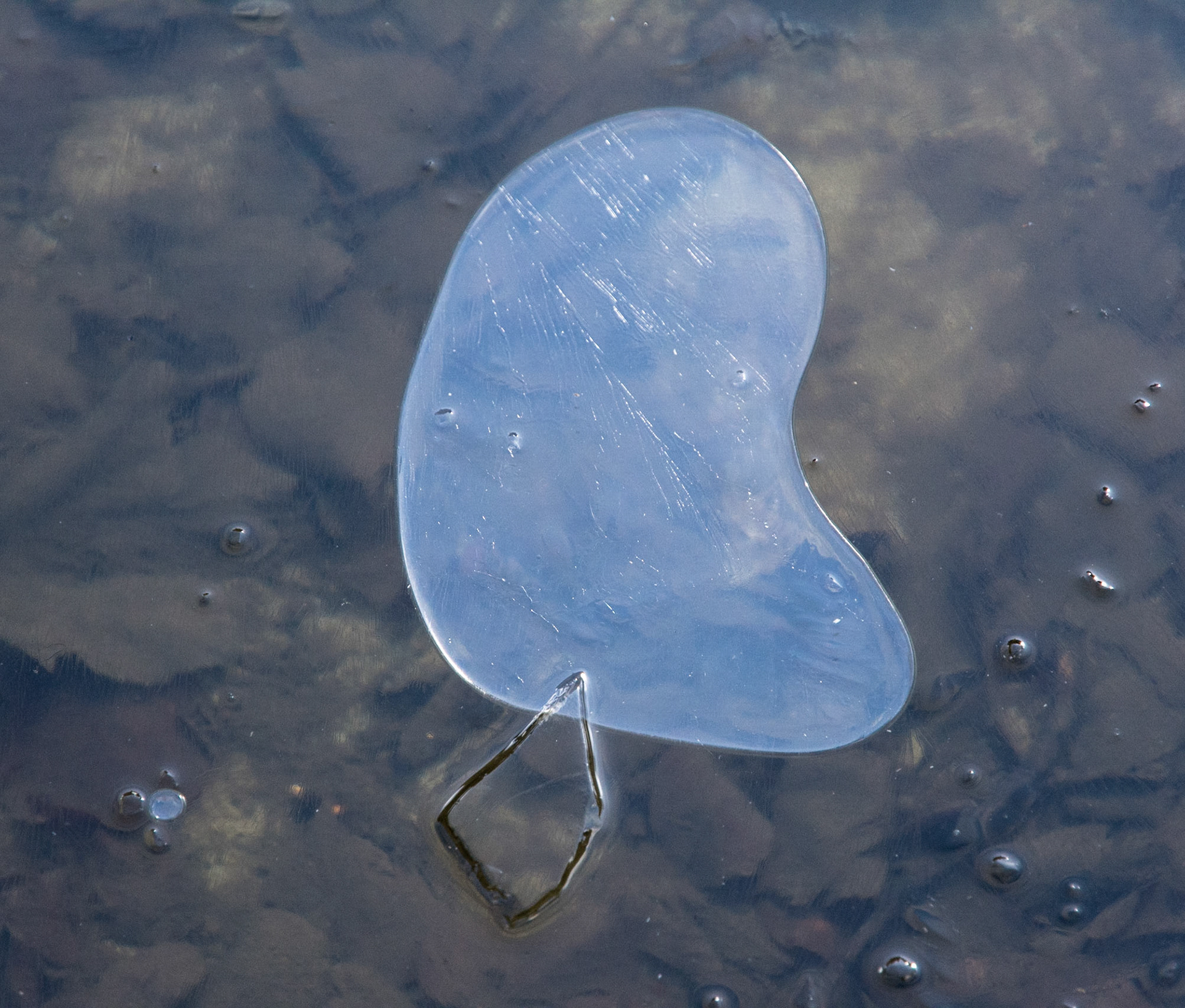 Melting Ice, Royal Botanic Garden, Edinburgh 2015
