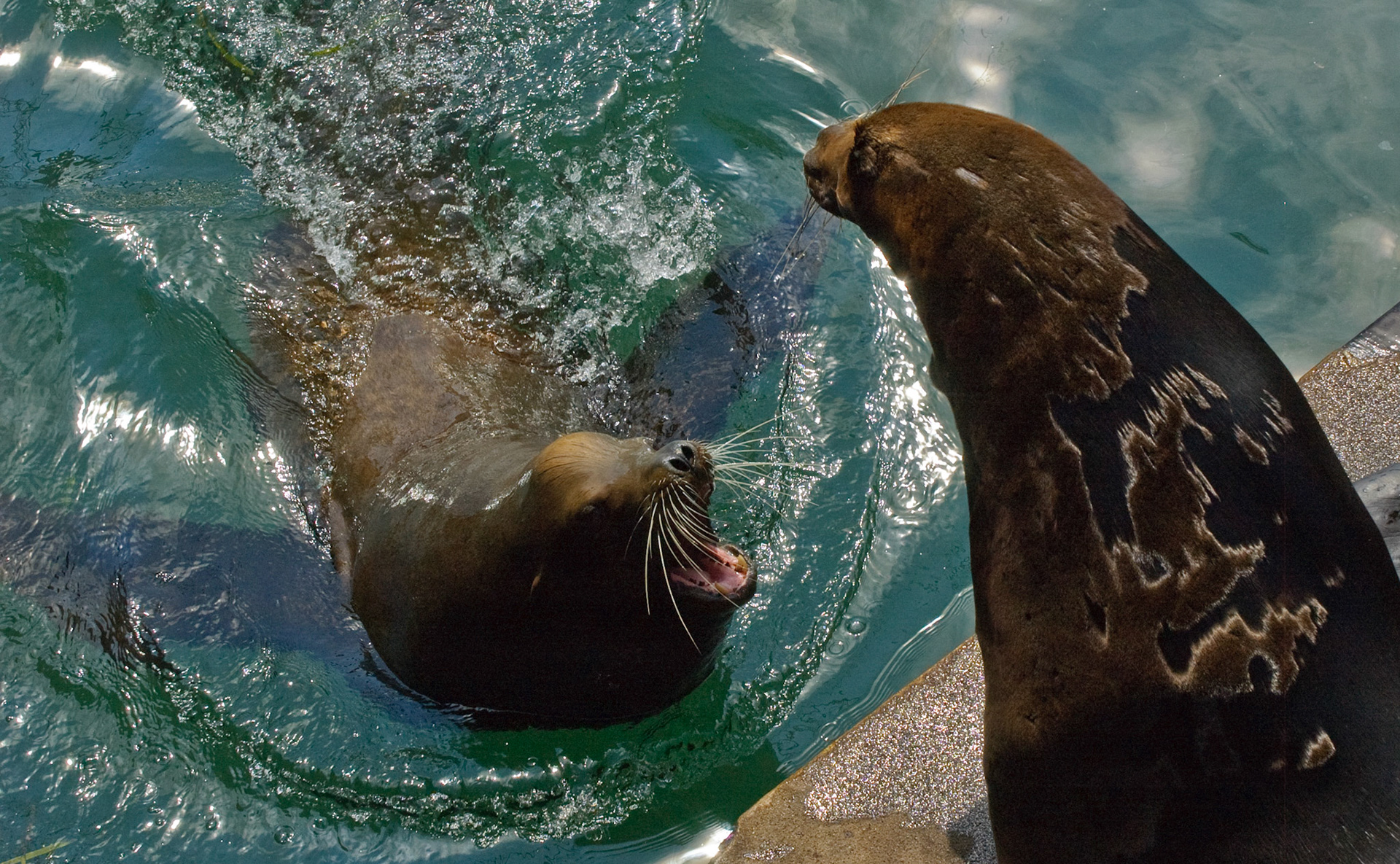 Sea Lions. Morro Bay, California, 2008