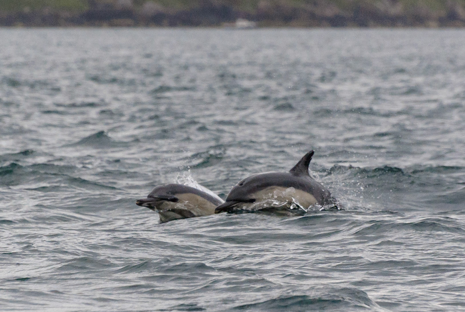 Dolphins, Isle of Skye, 2014