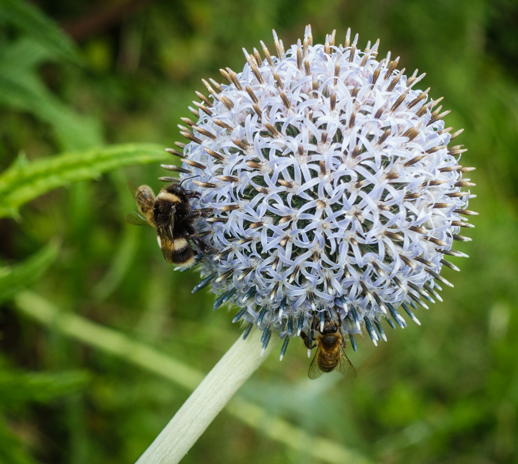 Bees on Allium, Polton, 2020