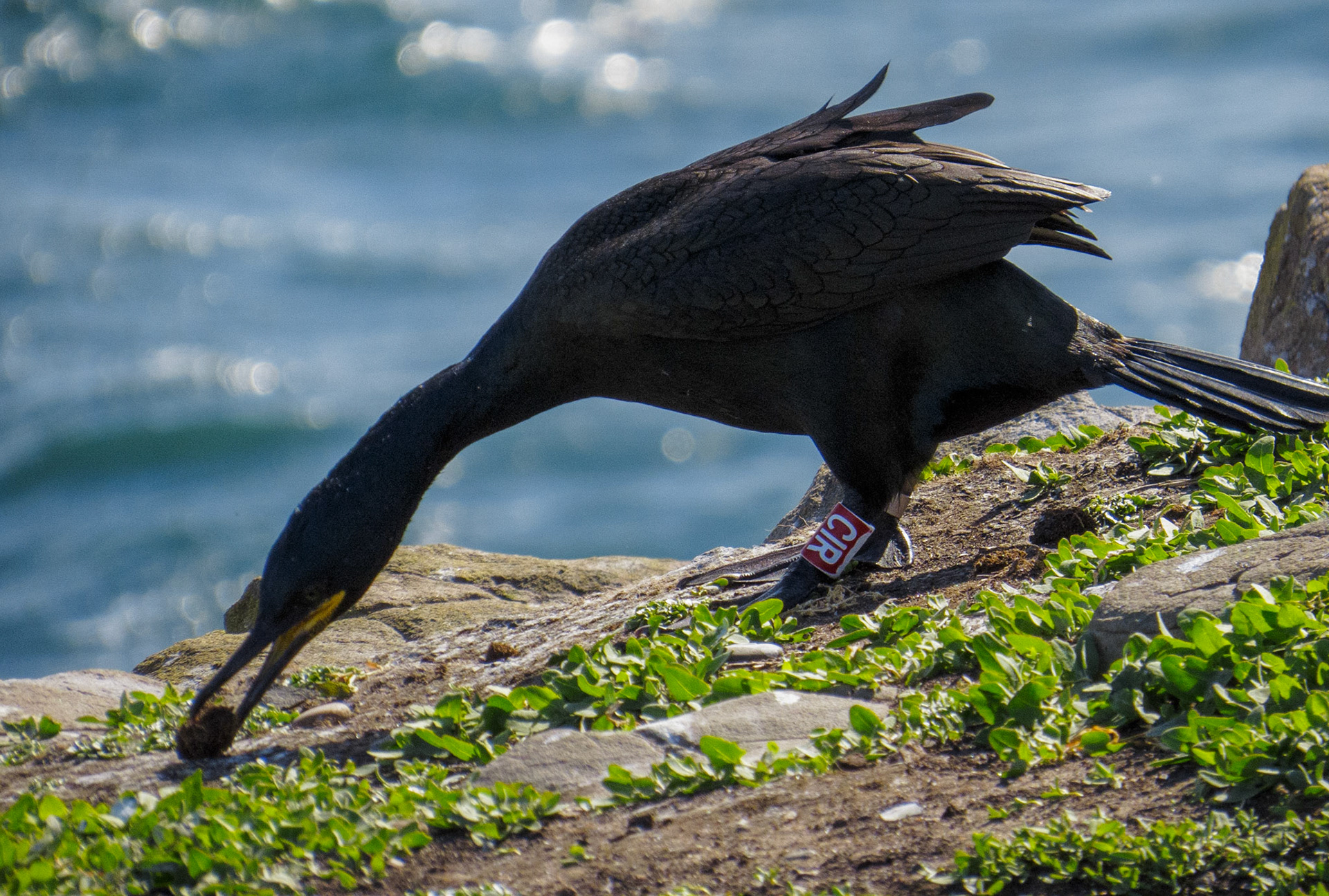 Shag on Inner Farne, 2022
