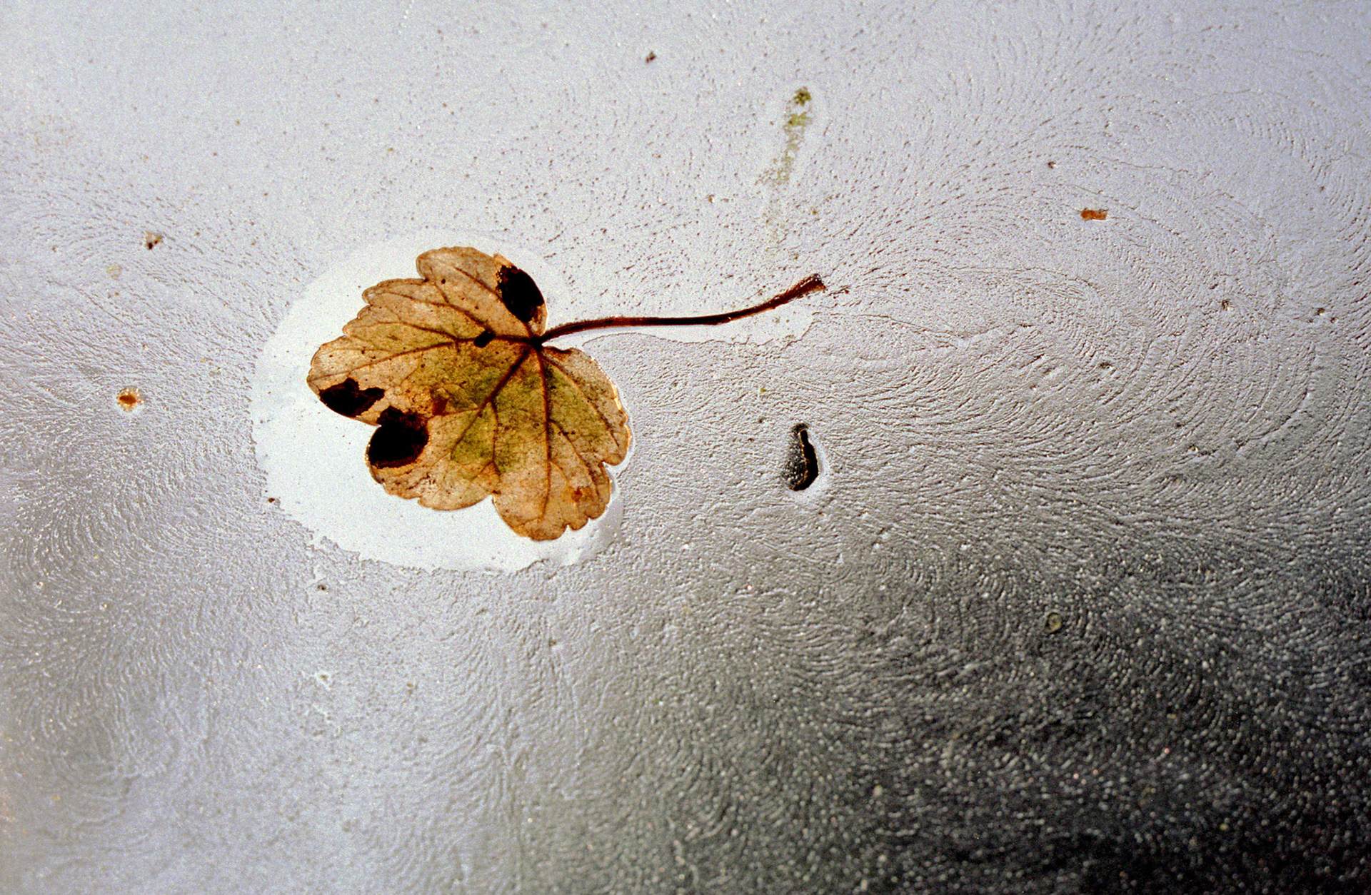Leaf in ice, Broomieknowe, Lasswade, Midlothian, 1995