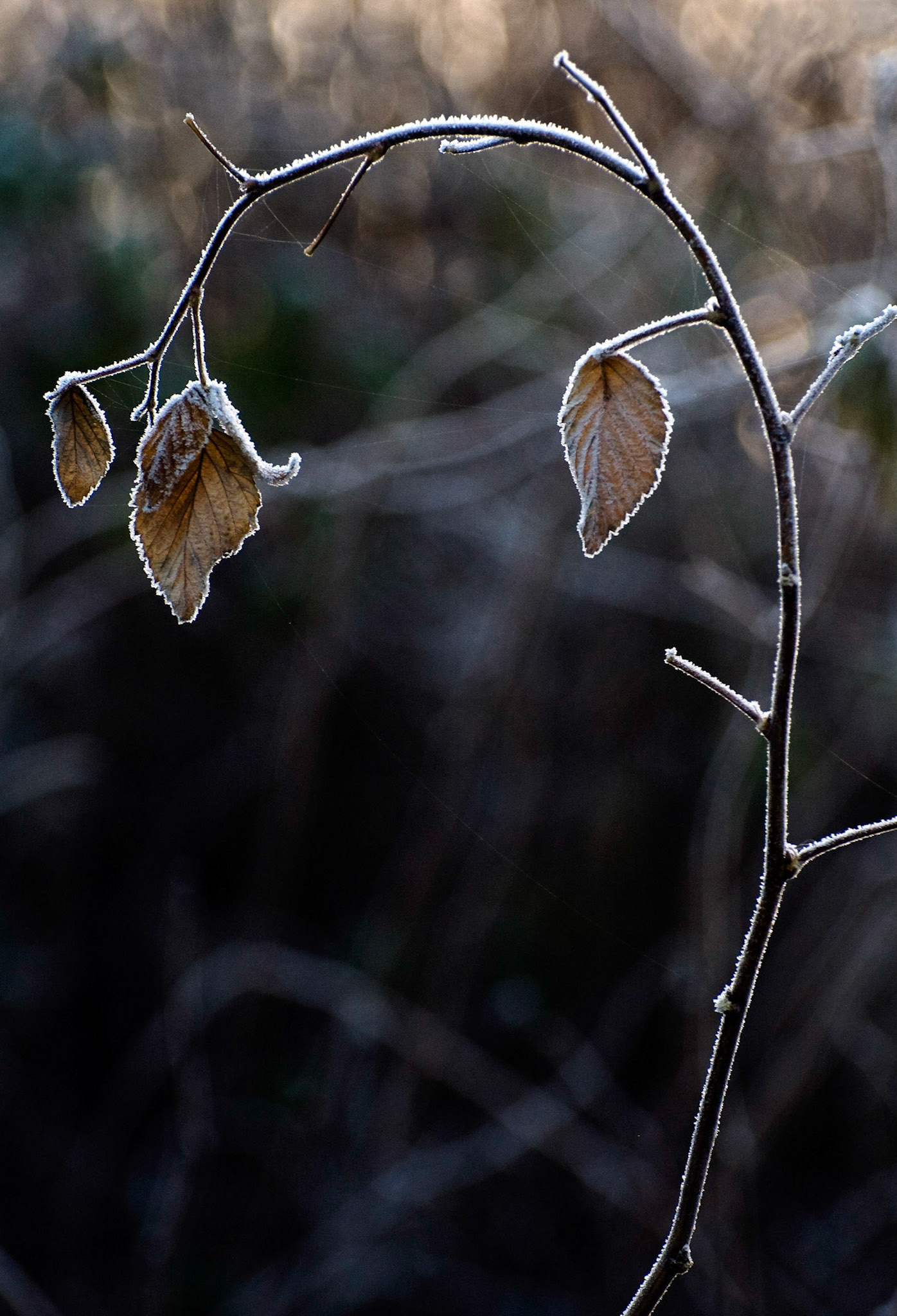 Frosted leaves, Midlothian, 2007