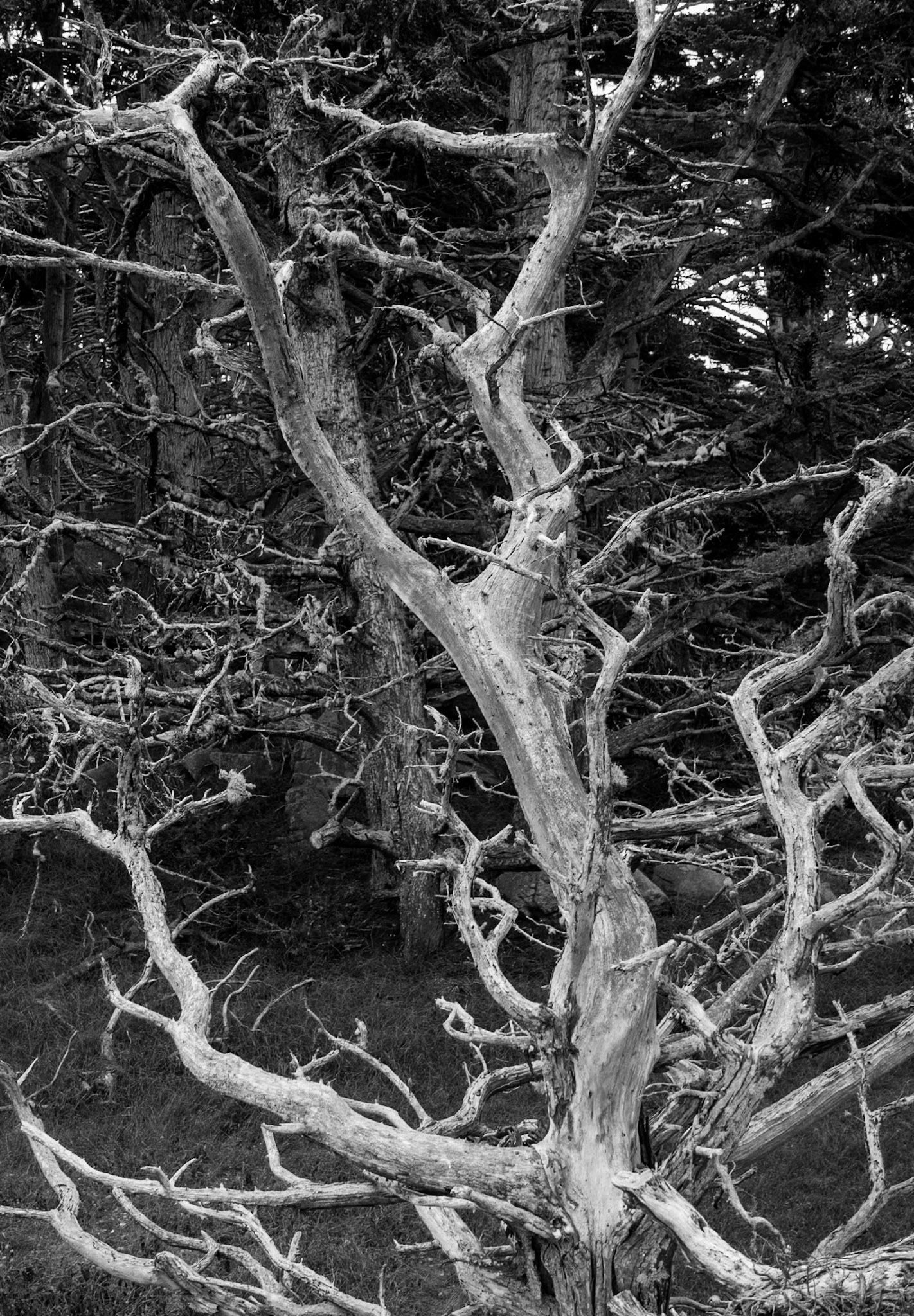 Dead tree, Point Lobos, Calfornia, 2013