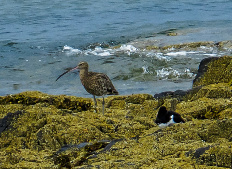Curlew and oystercatcher, Longniddry Bents, 2021