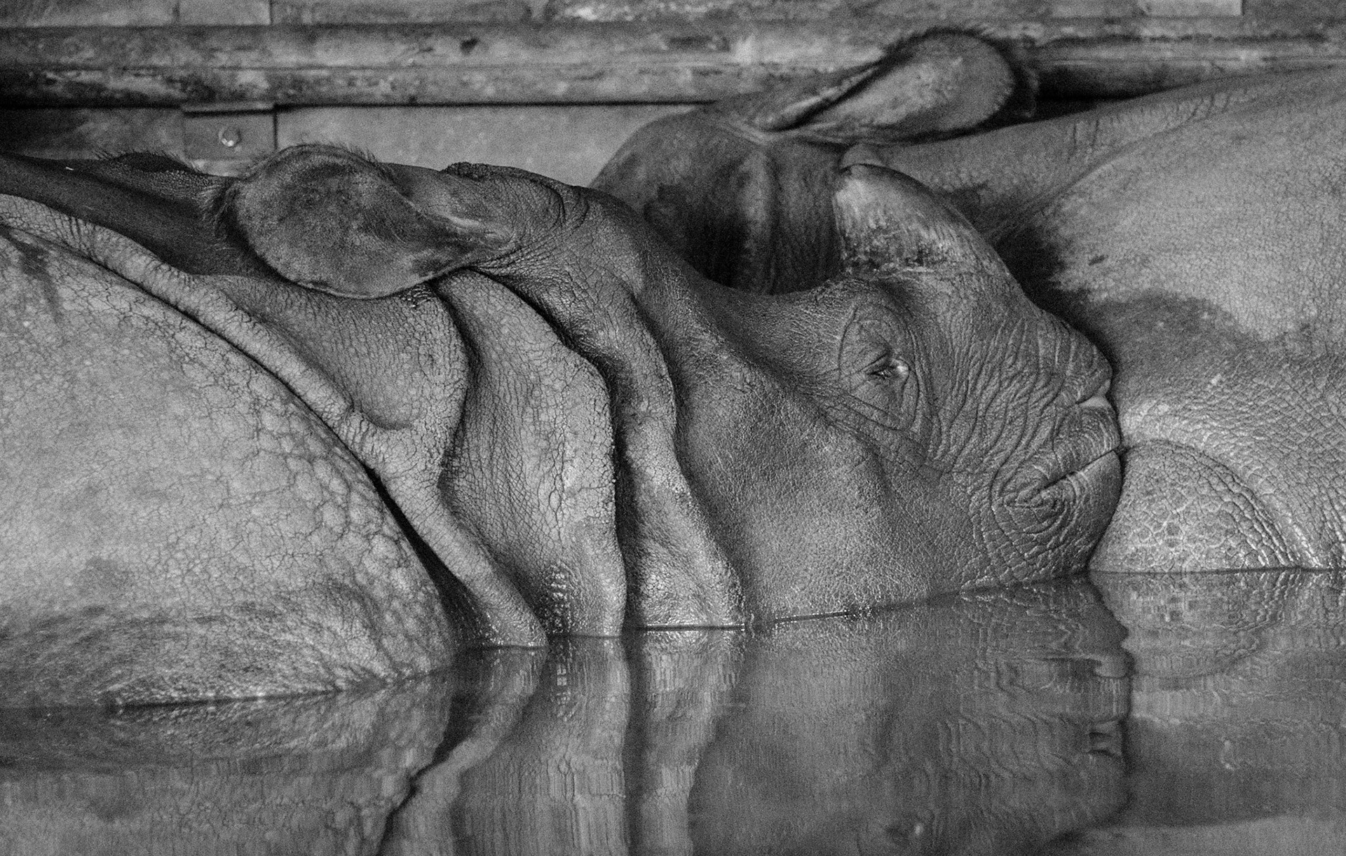 Rhinoceros in pool, Edinburgh Zoo, 2012