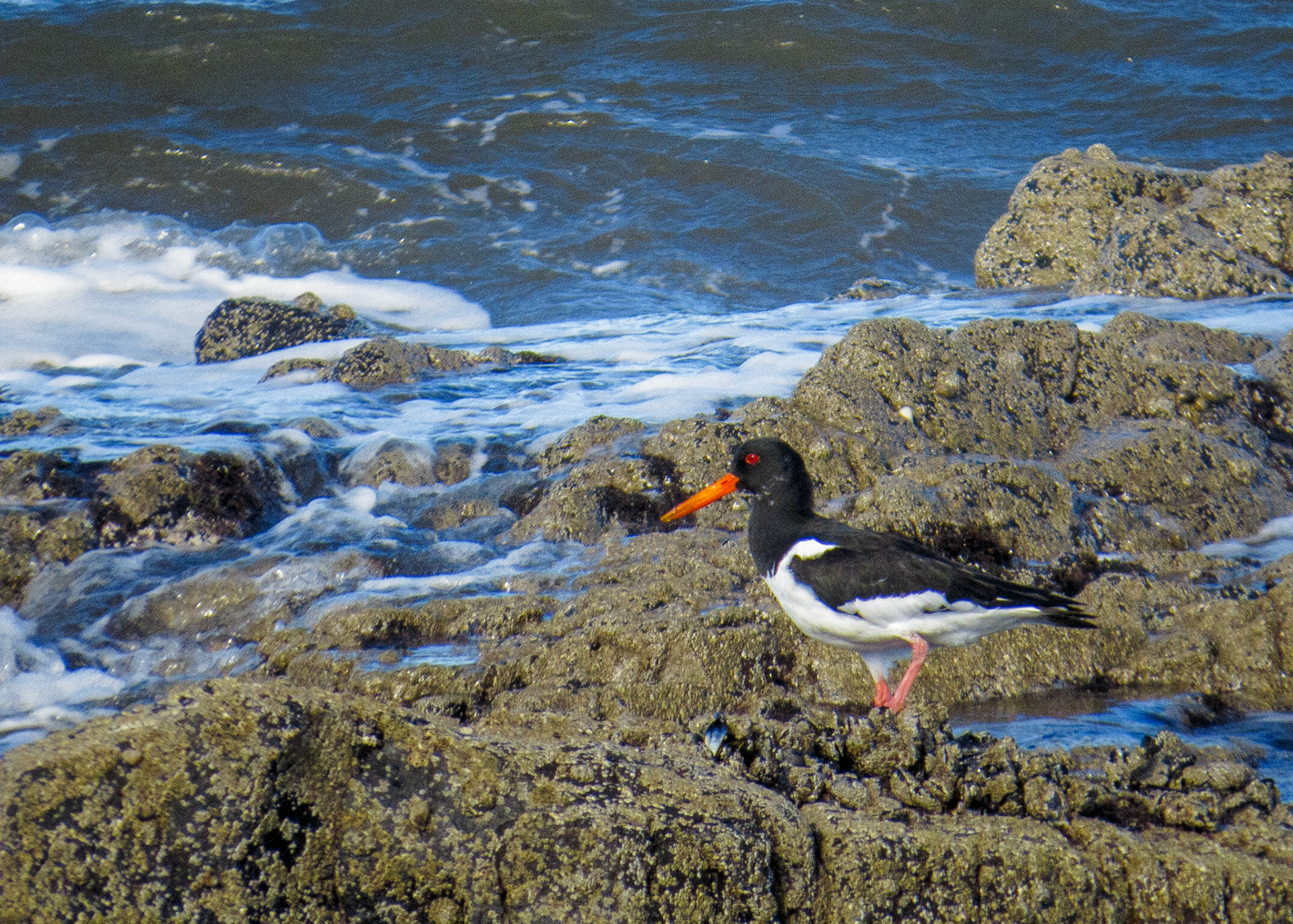 Oystercatcher at Longniddry Bents, 2020