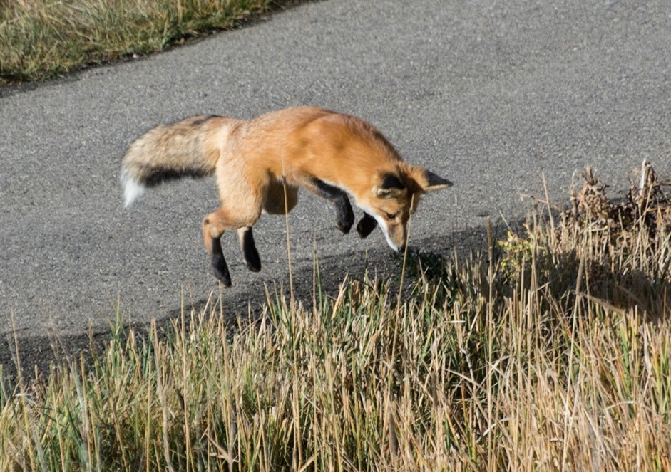 Fox, Granby, Colorado, 2015