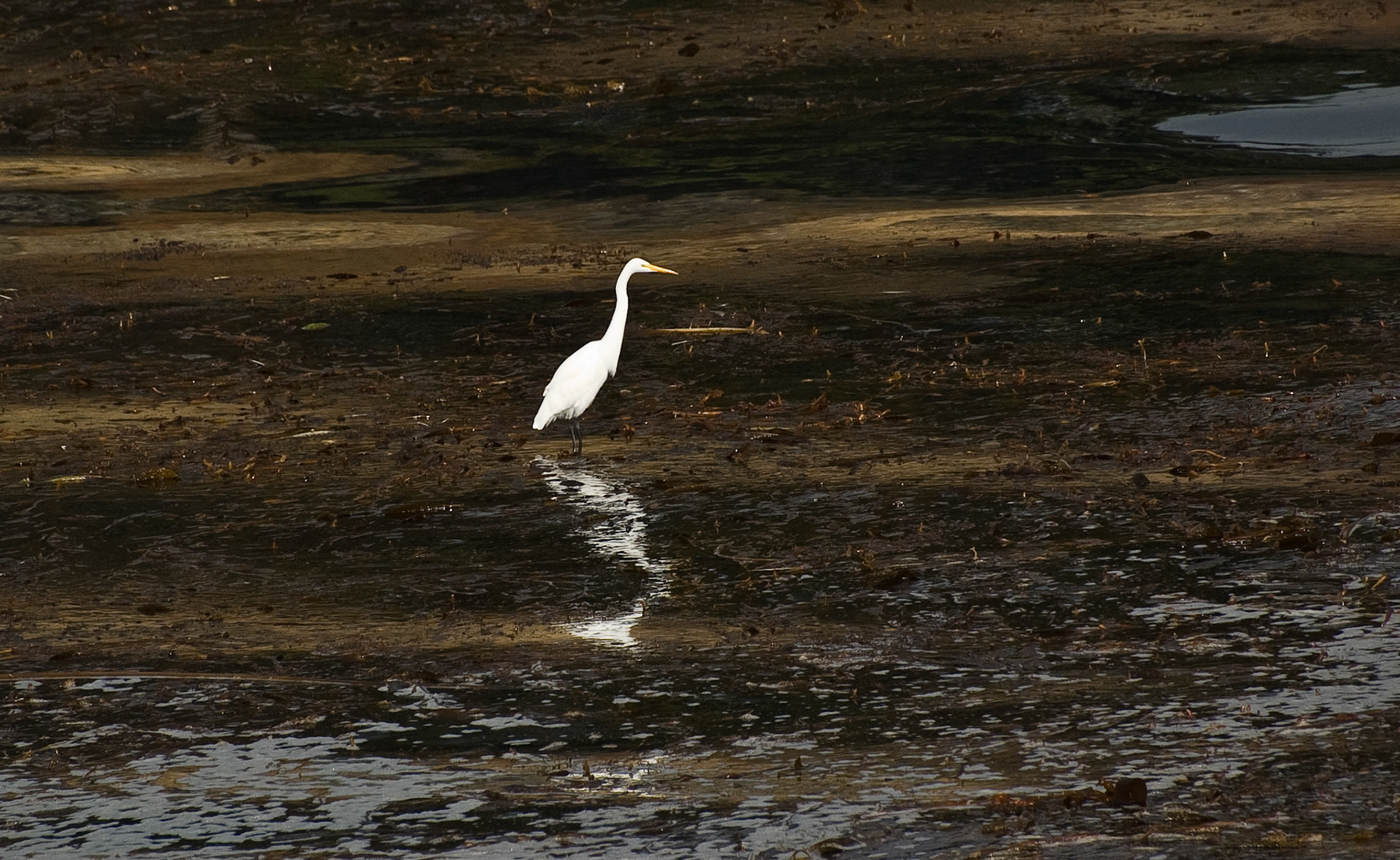 Egret, Point Lobos, California, September 2007