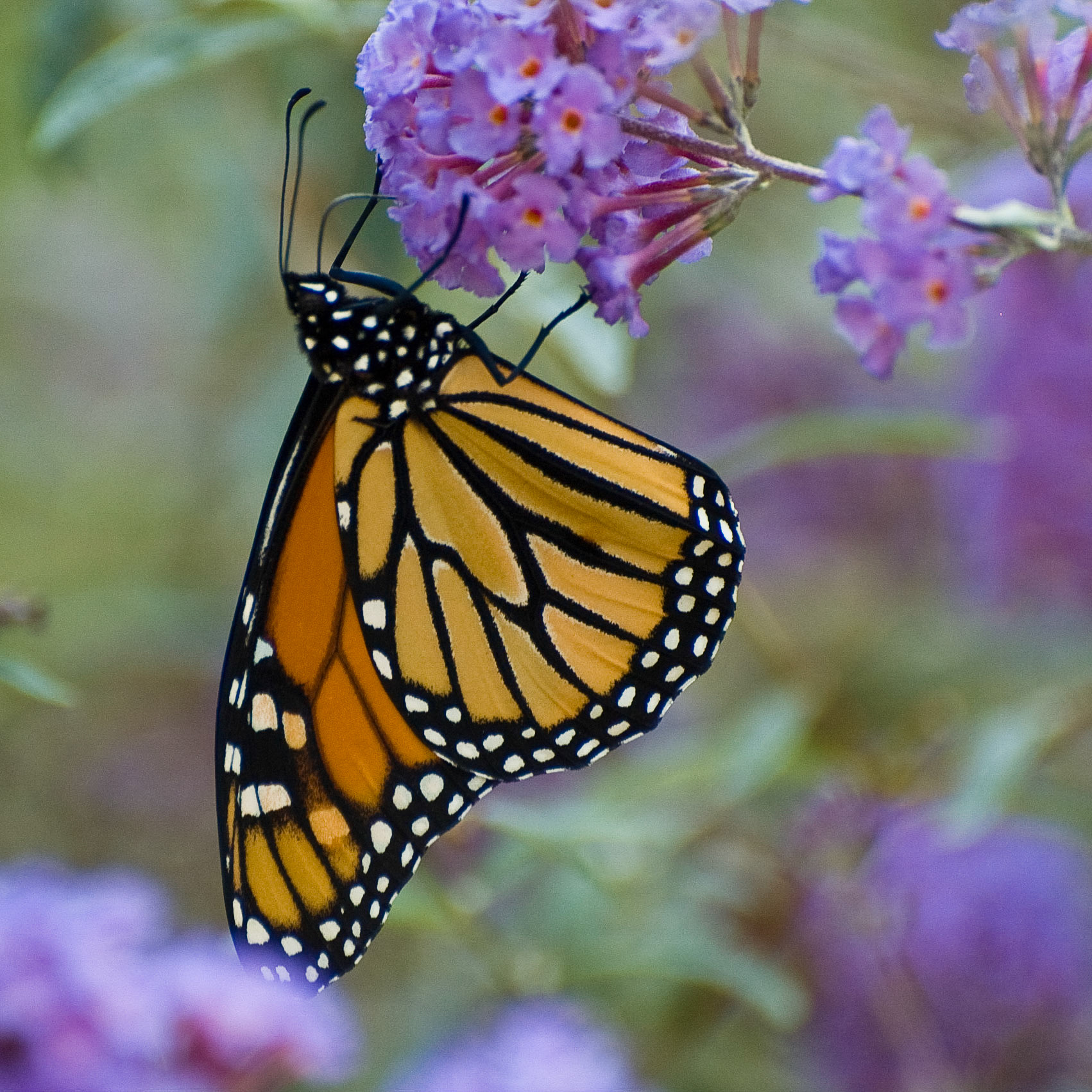 Butterfly, Riverside Park, New York, 2008