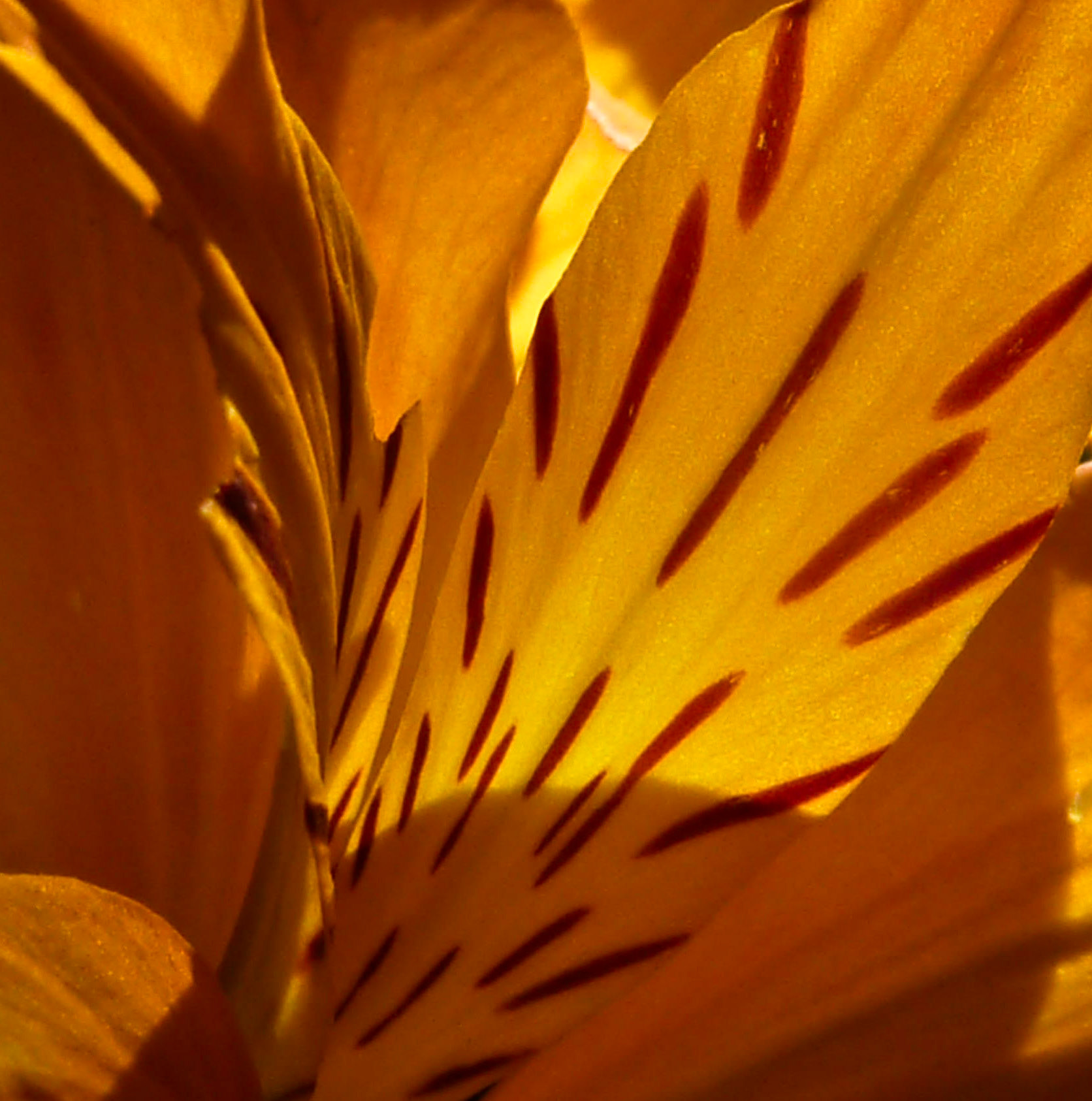 Flower detail, Janebank, Broomieknowe, Lasswade, 2009