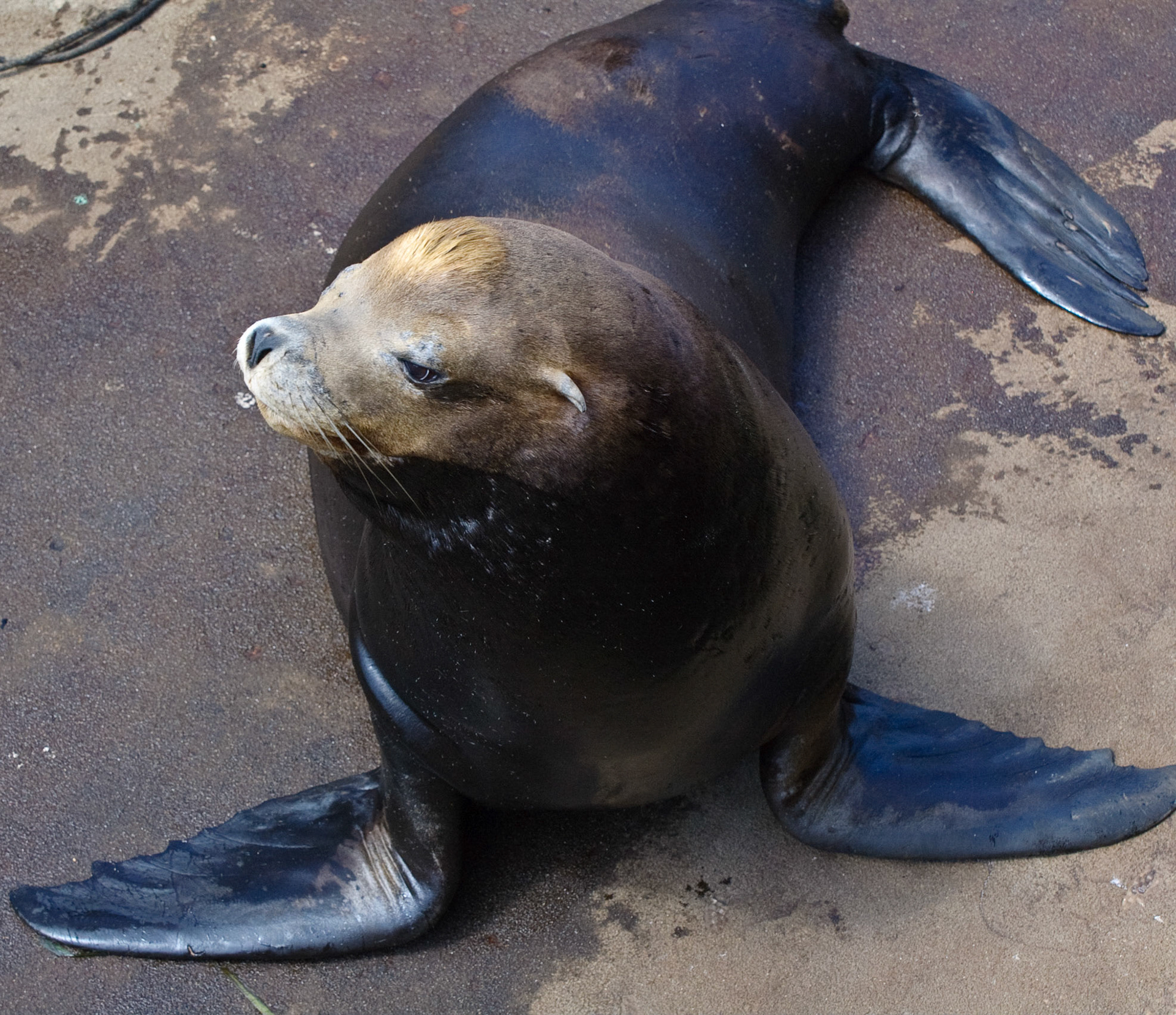 Sea Lion. Morro Bay, California, 2008