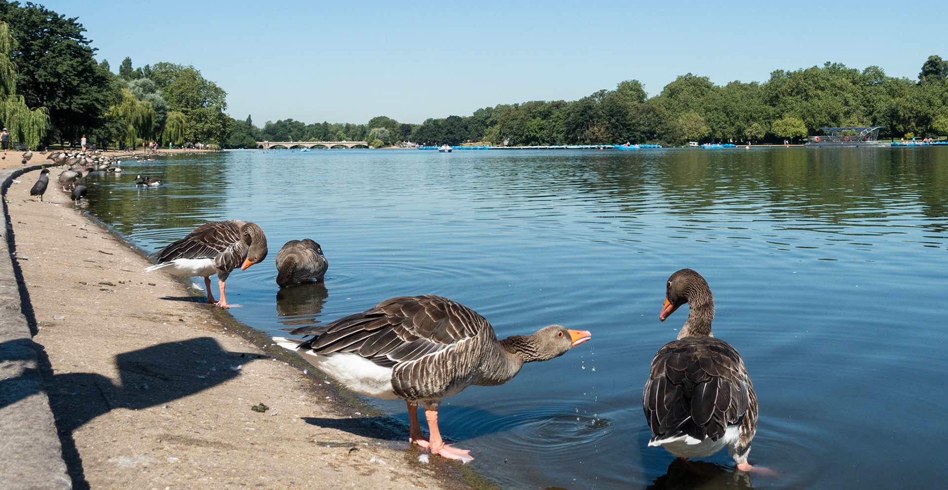 Geese on the Serpentine, Hyde Park, London, 2016
