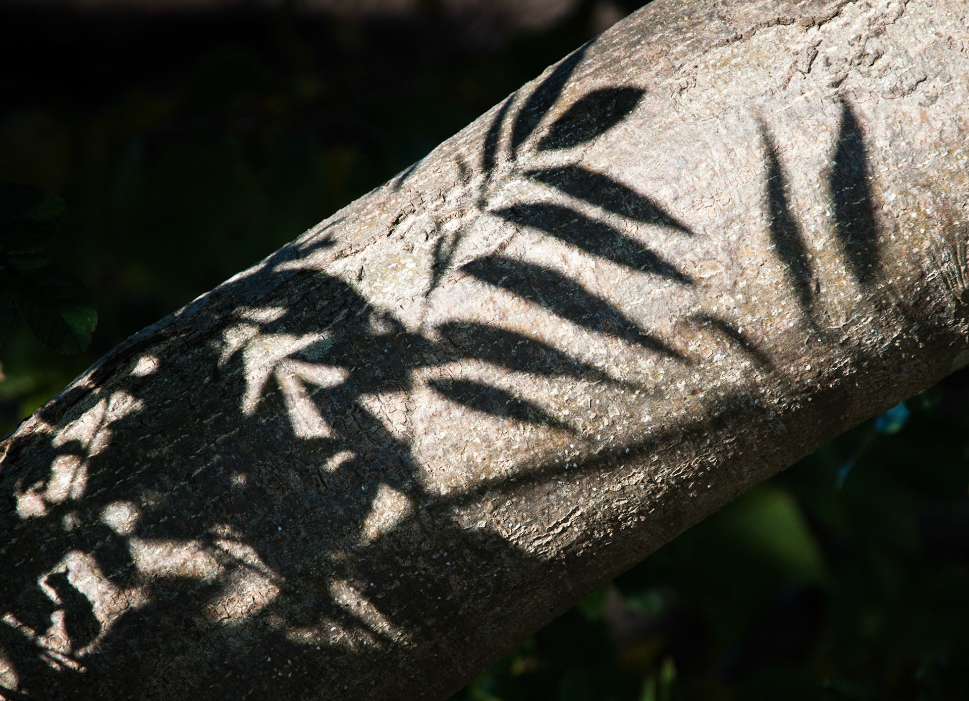Leaves, Bonnyrigg, Midlothian, 2012