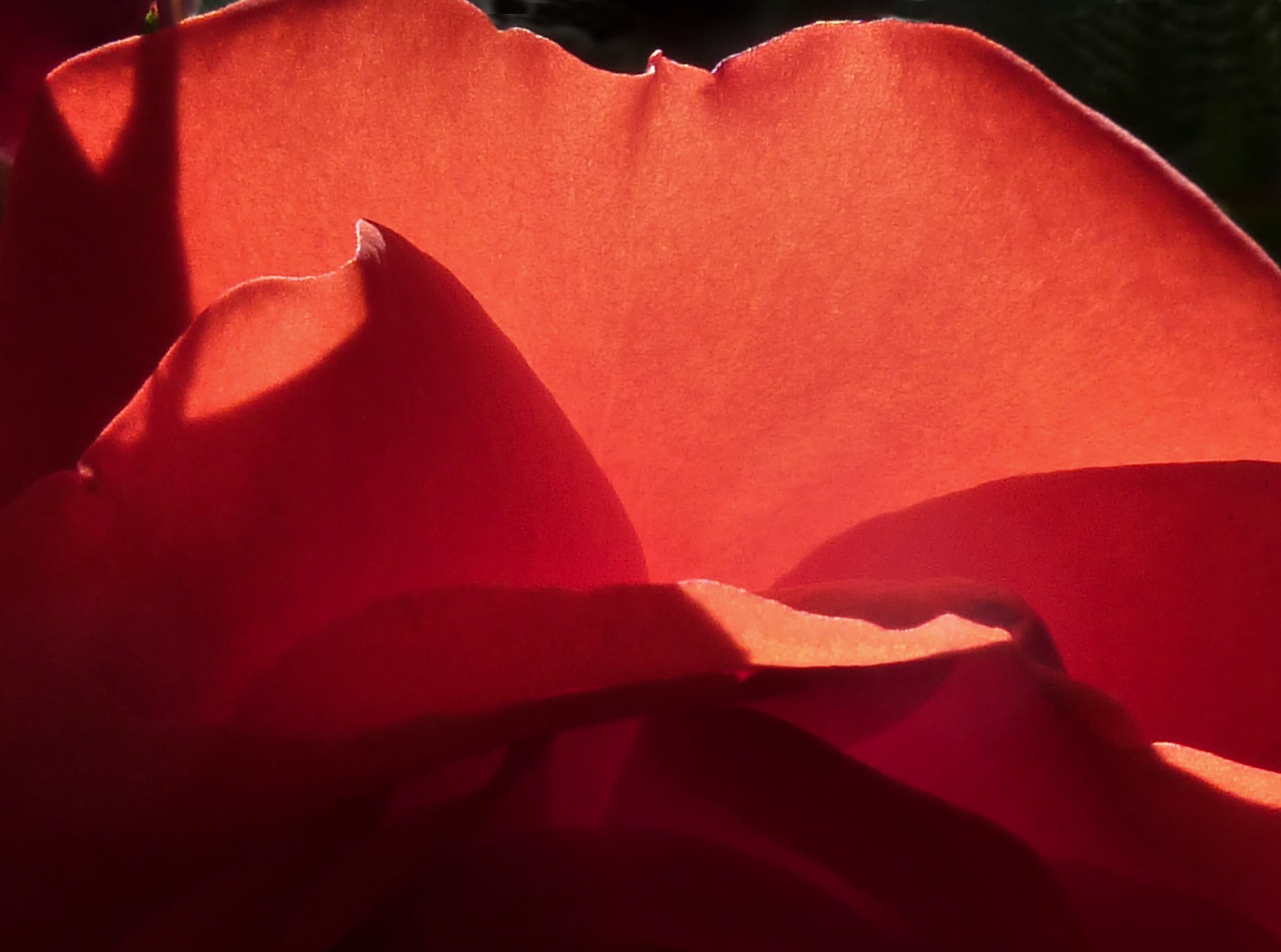 Red rose, Janebank, Broomieknowe, Lasswade, 2009