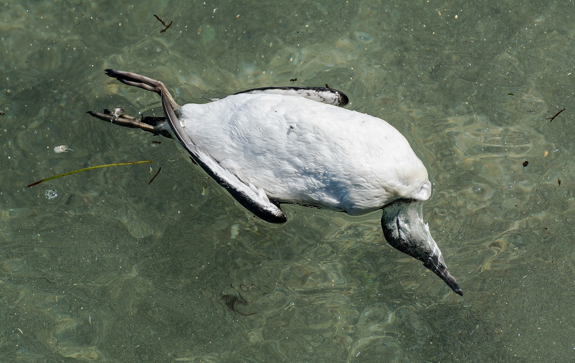 Dead bird floating in Monterey Harbor, 2015