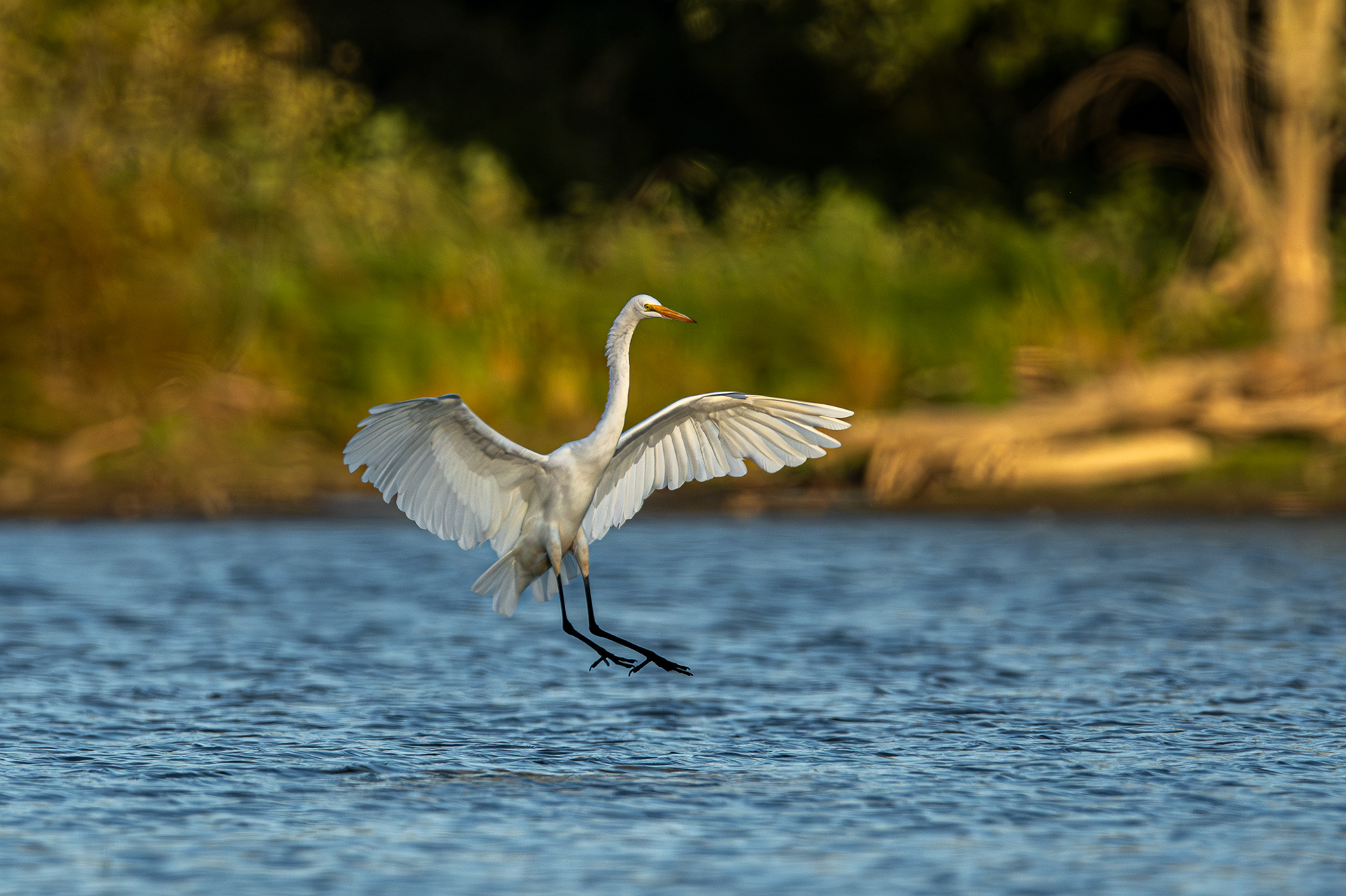 Balais cré^pusculaire