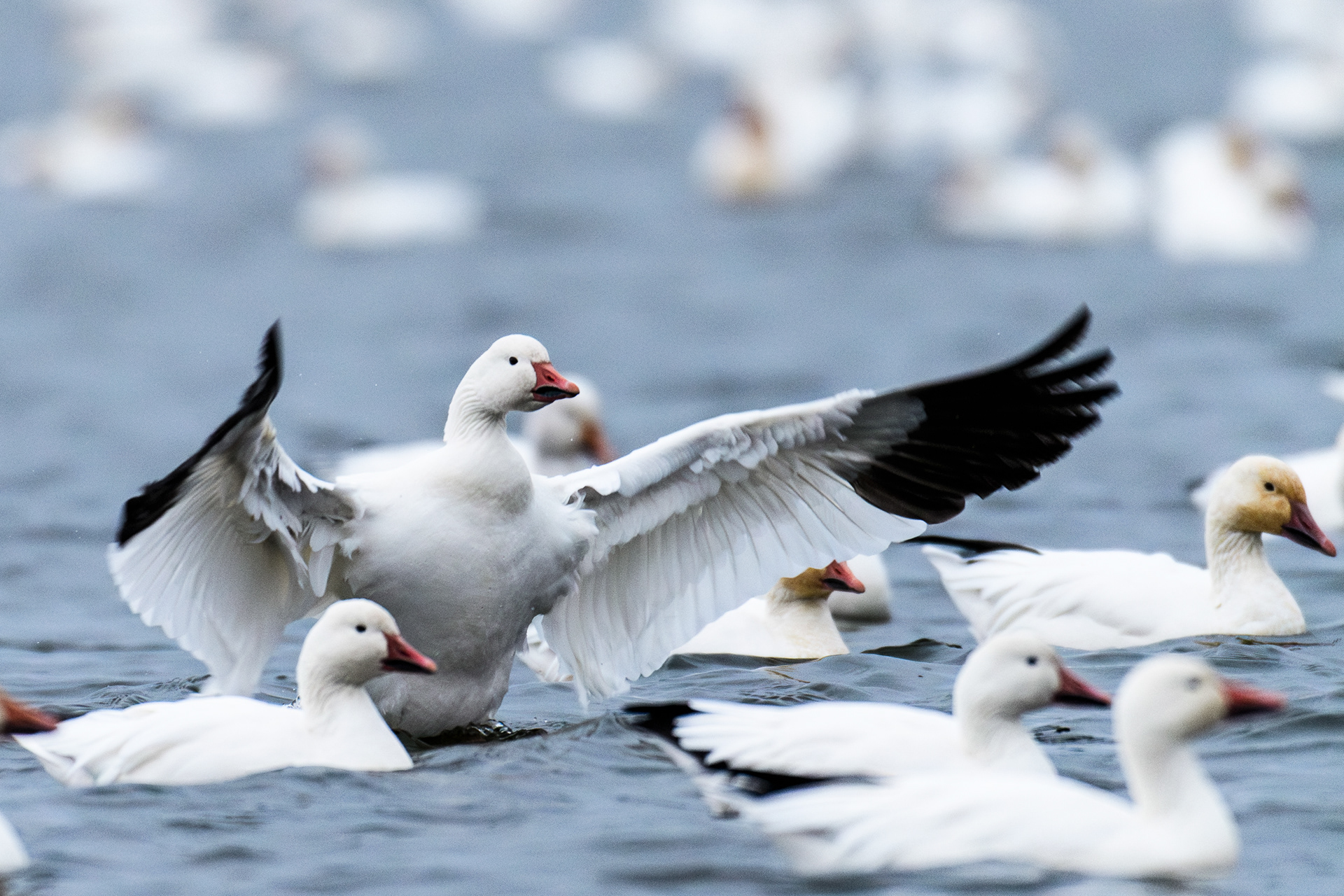 Par ici mes ouailles !