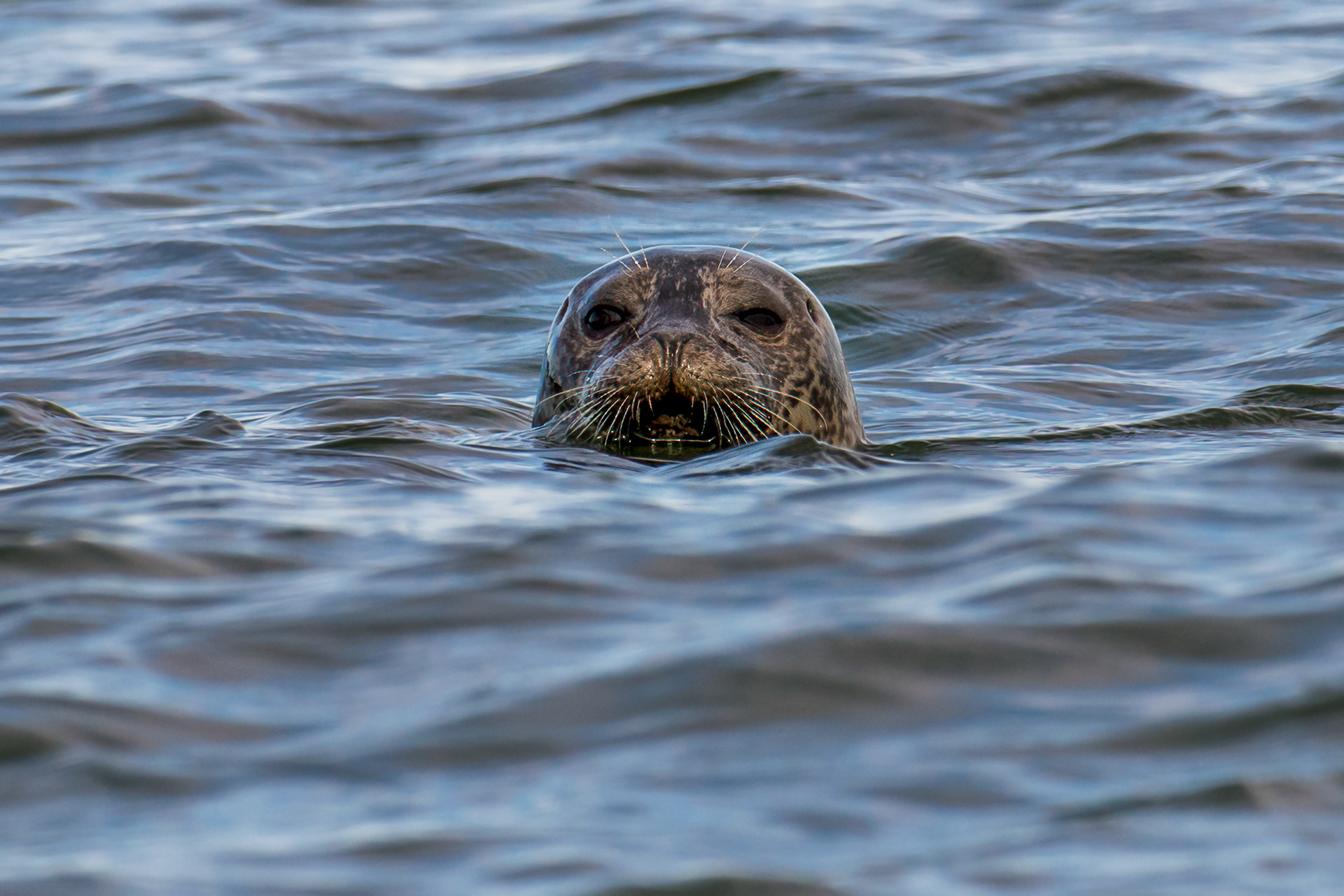 L'espion du St Laurent.