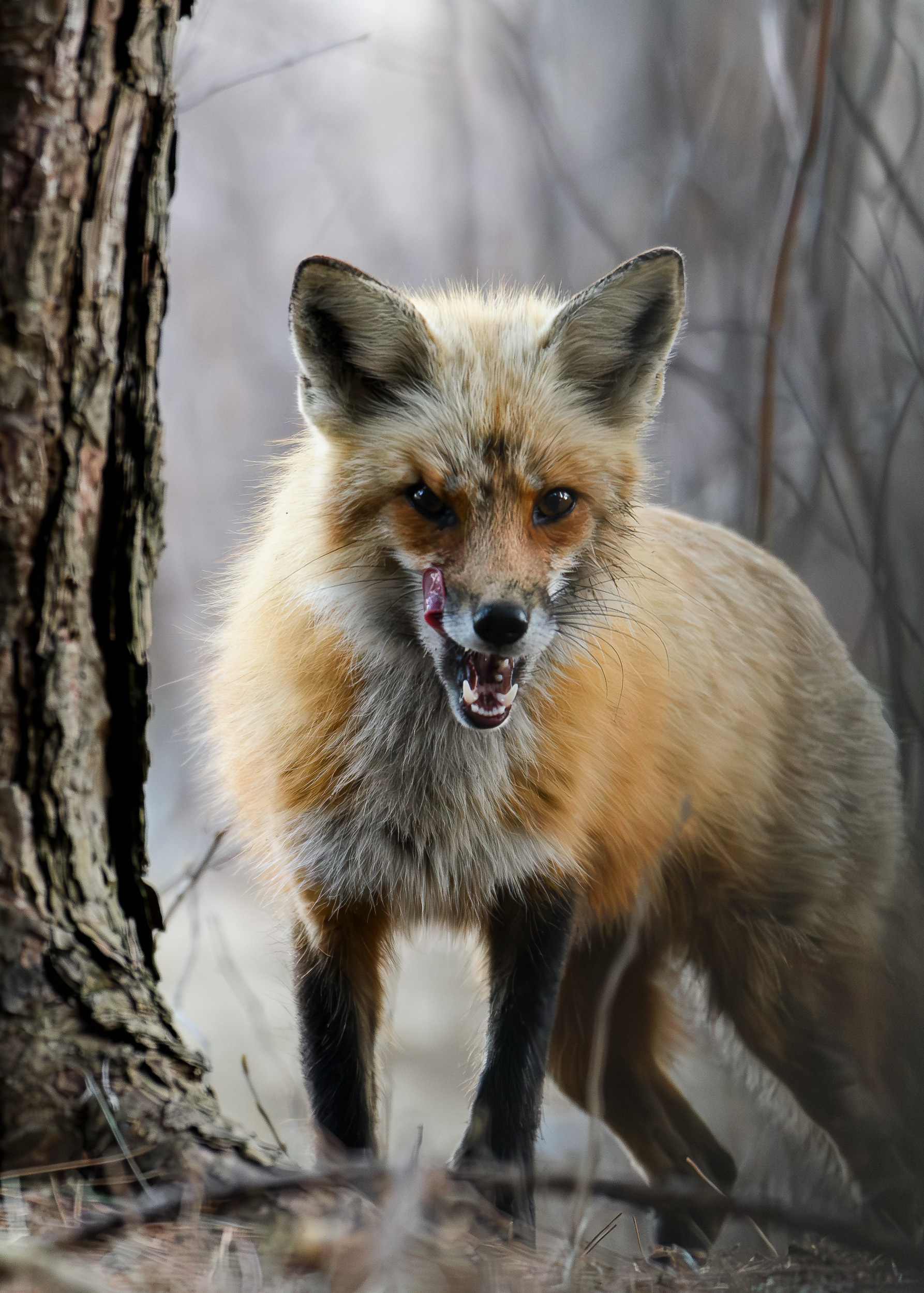 Promenons nous dans les bois