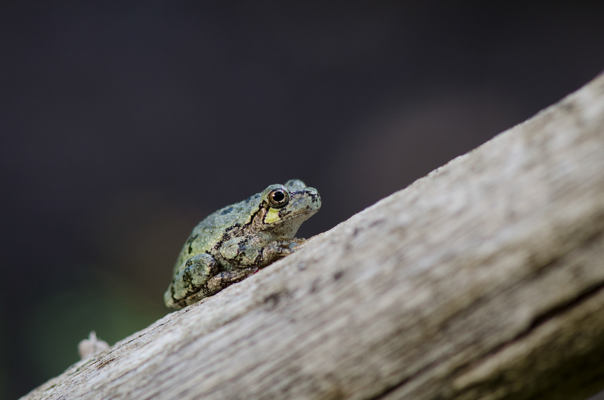 Rainette versicolore