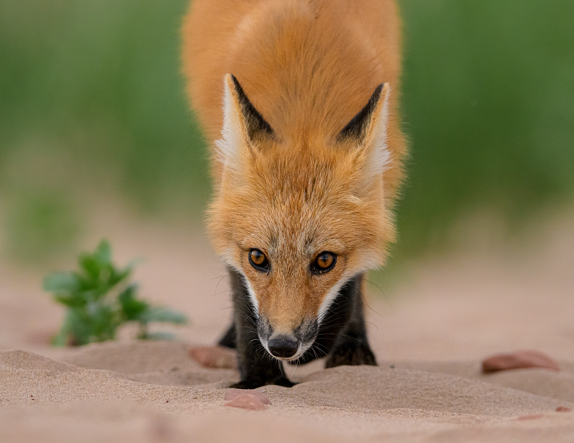 La méfiance est mère de prudence