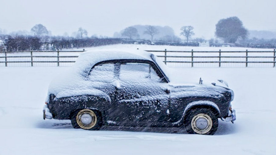 Percy in the snow