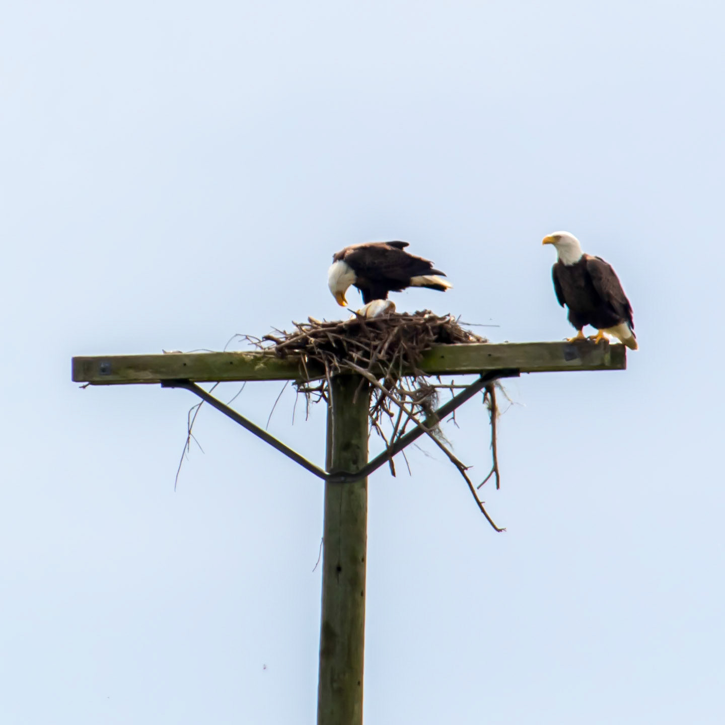 Bald Eagles making their nest