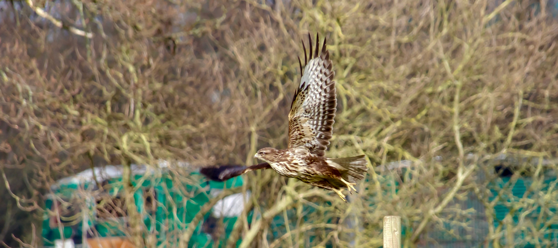 Buzzard in flight at the smallholding