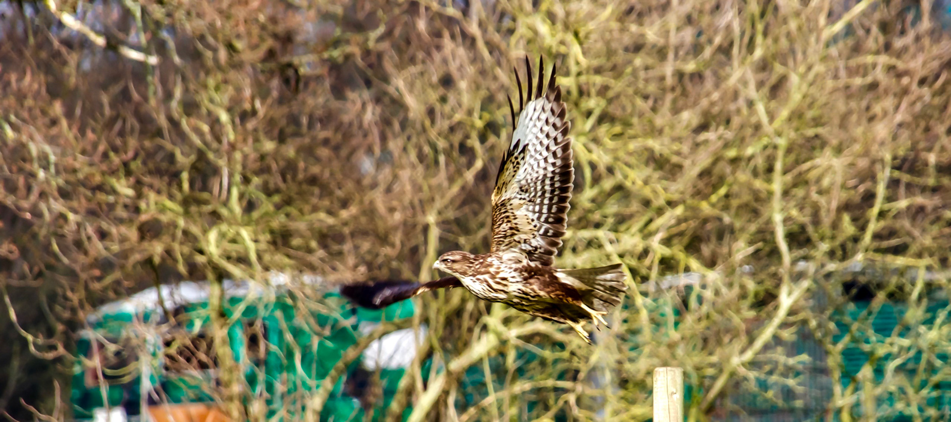 Buzzard in flight at the smallholding