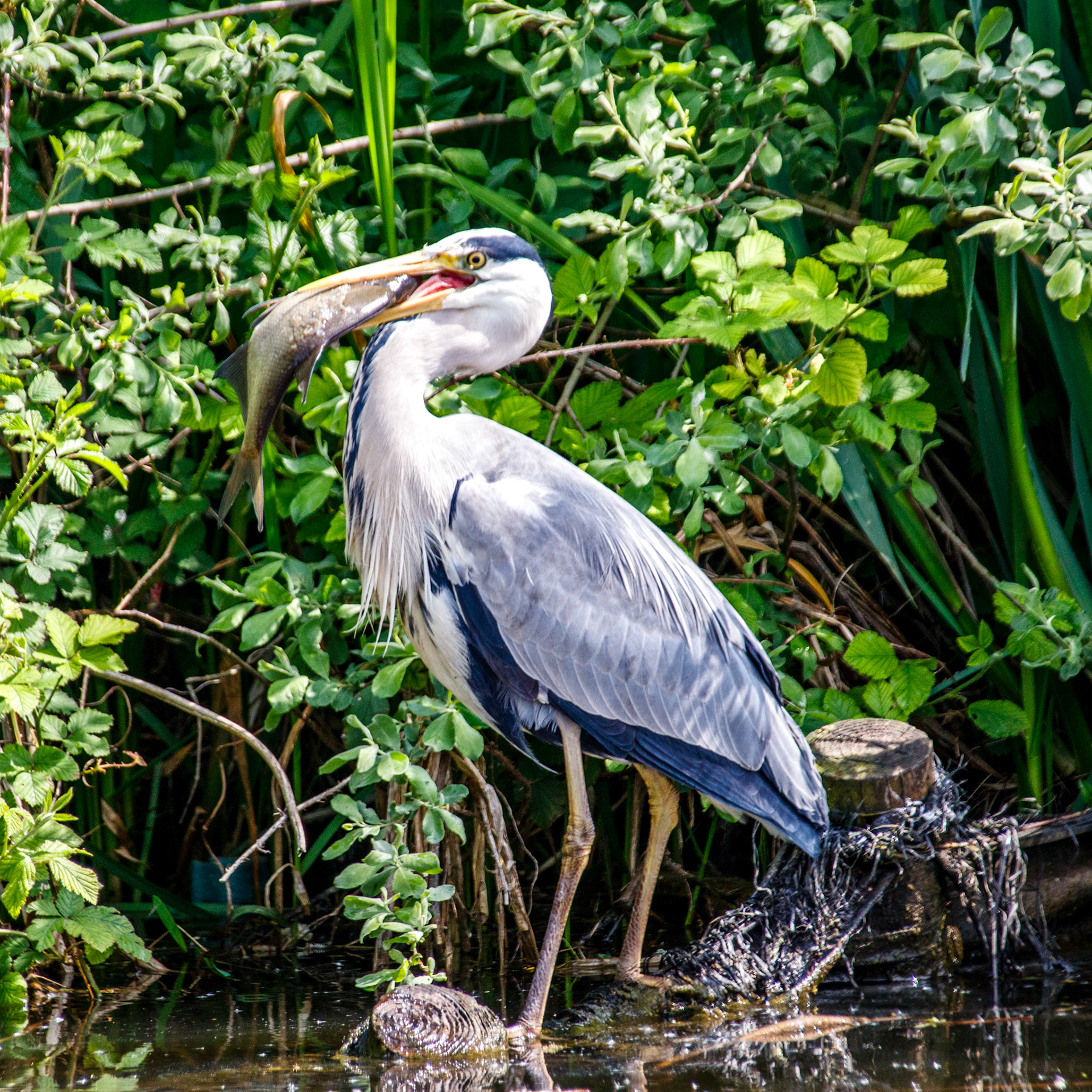 Heron with its catch on the Dudley canals