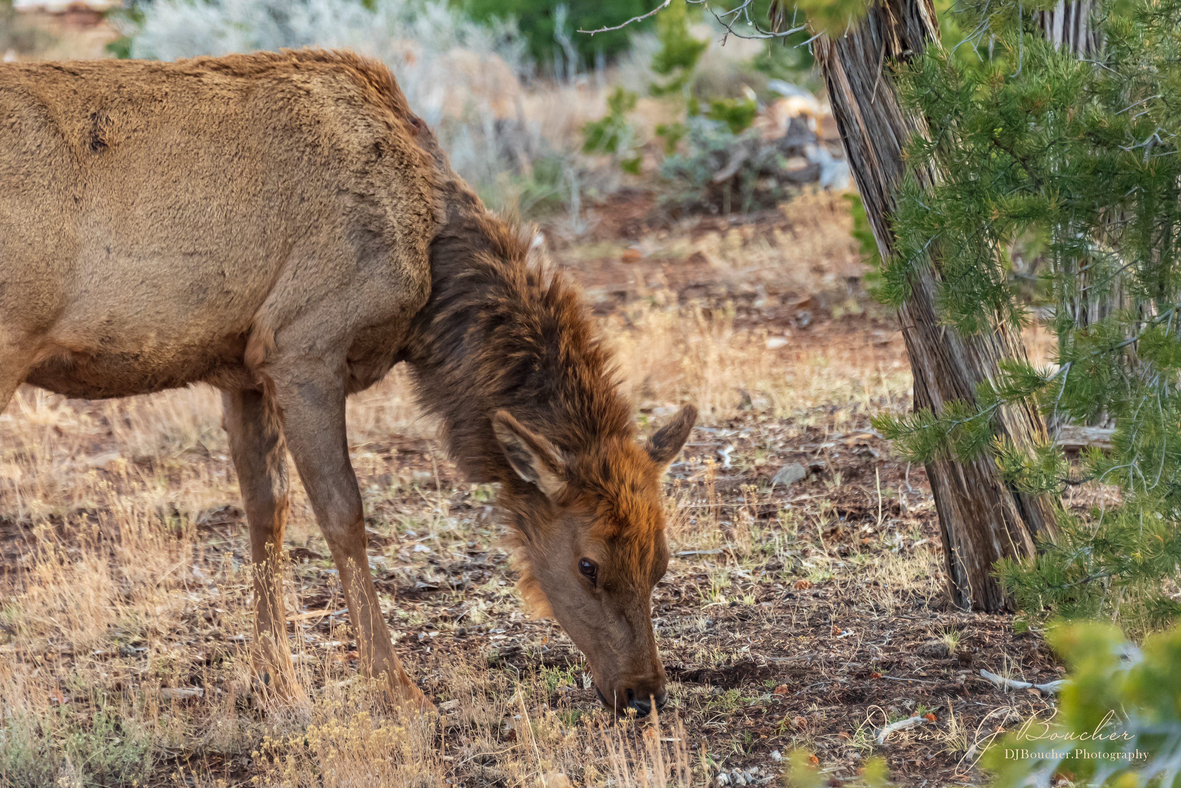 Grand Canyon Elk