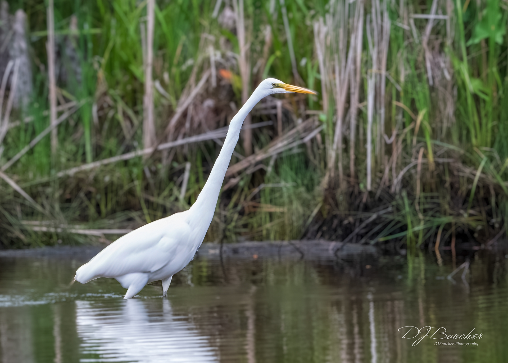 Great White Egret