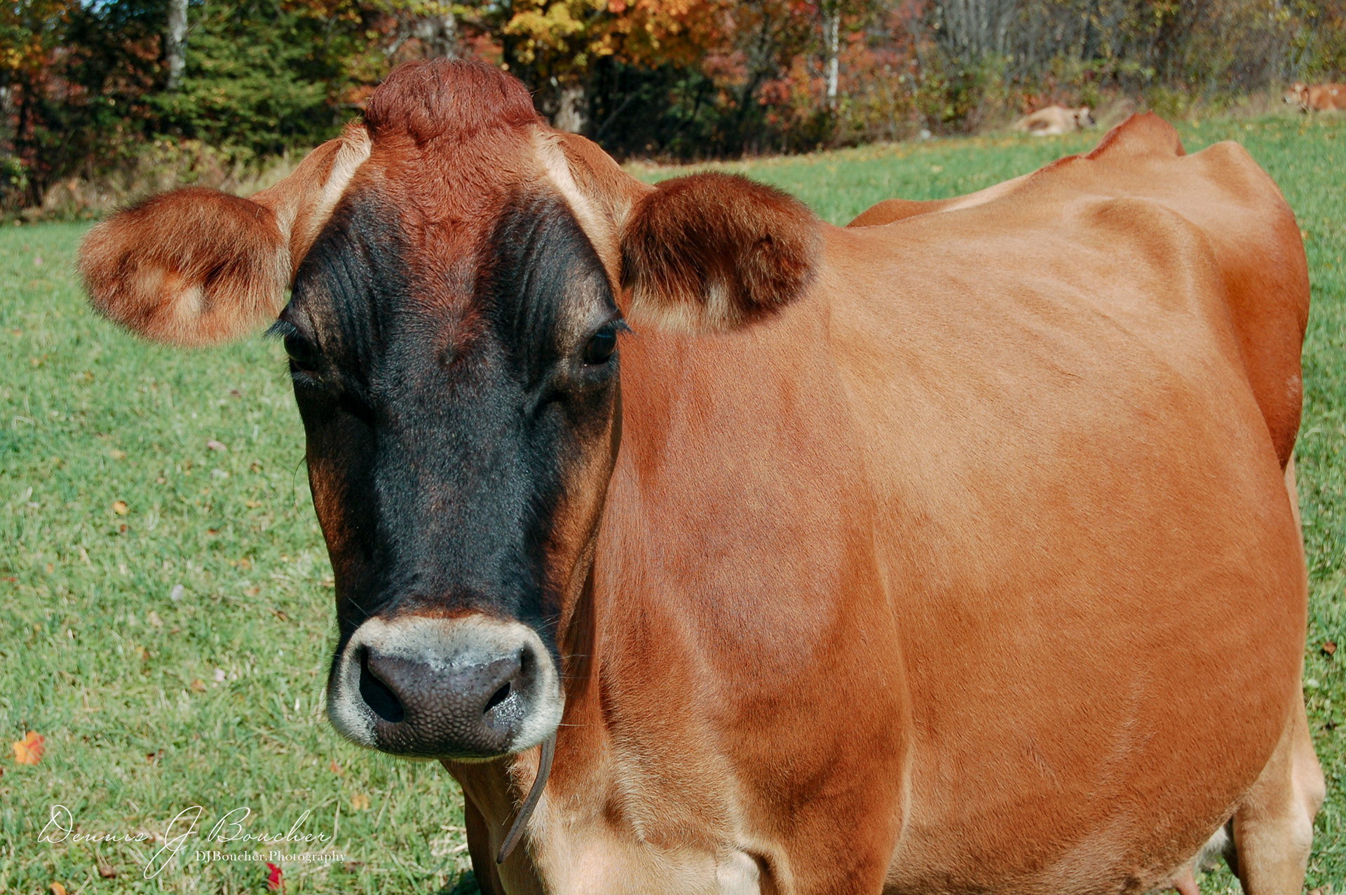 Jersey Cow, Carpenter Farm Cabot Vermont